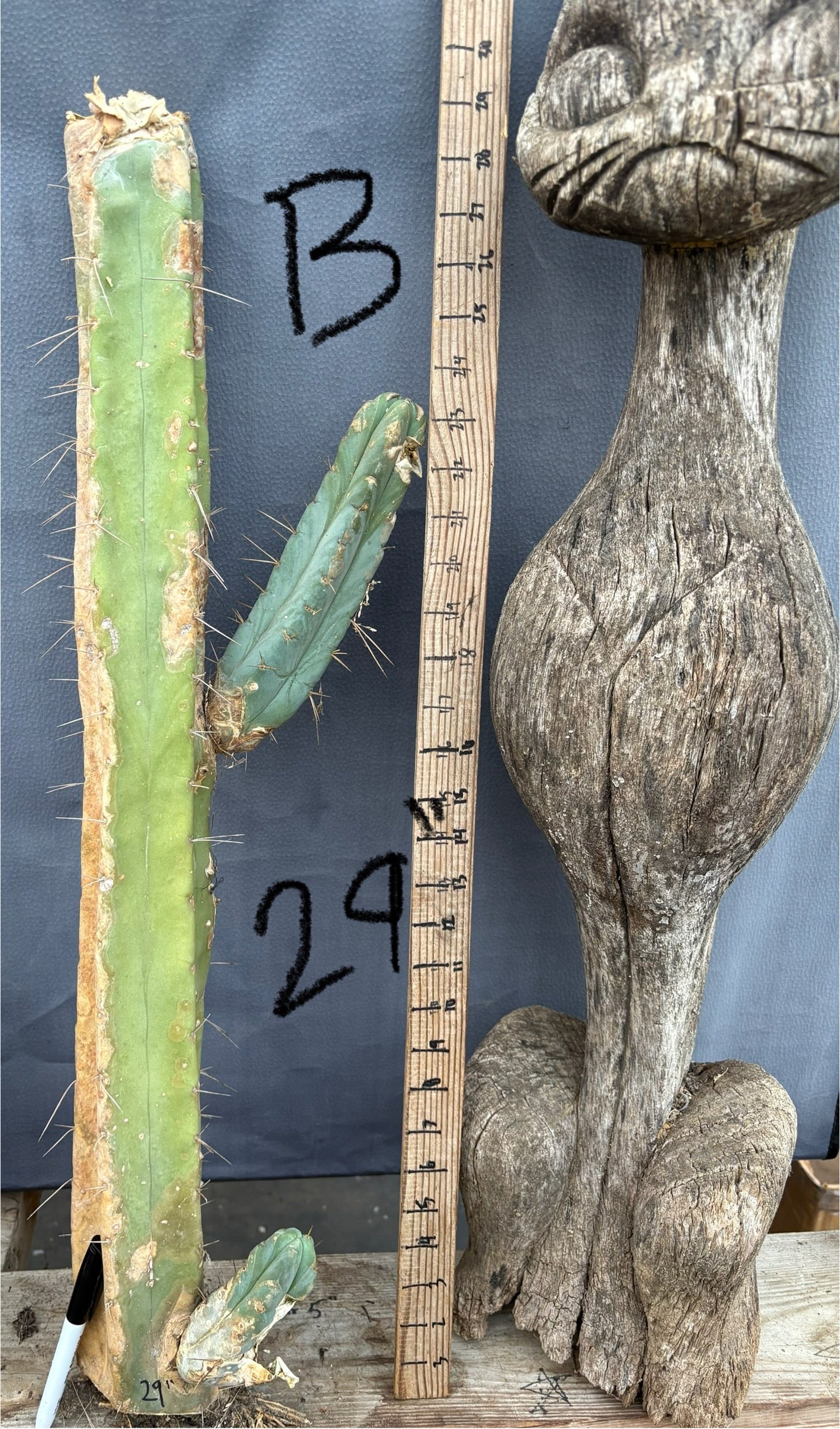 San Pedro Cactus for Sale Trichocereus - #EC153 EXACT Trichocereus