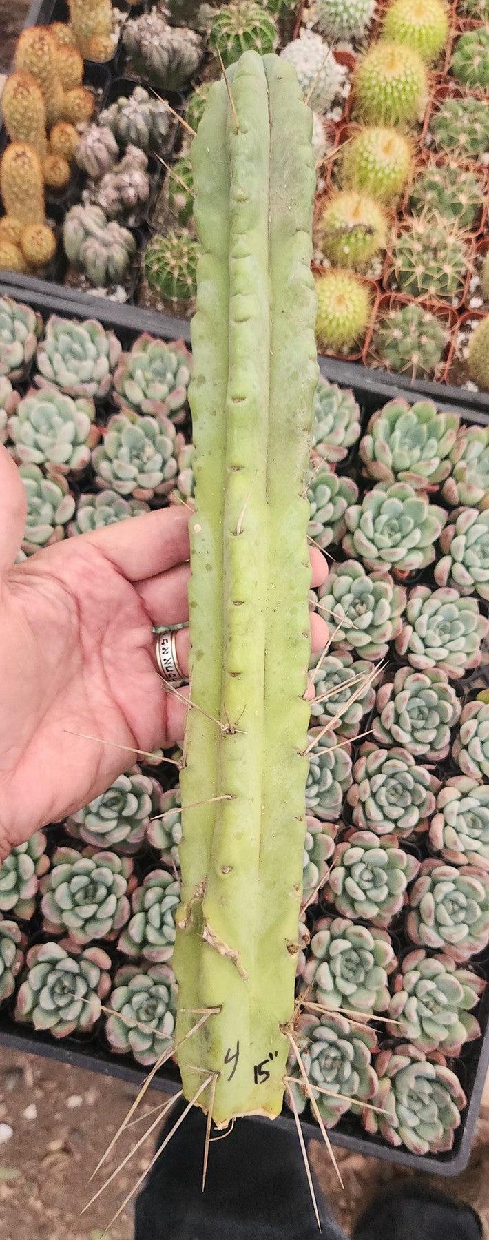 #EC153 EXACT Trichocereus Bridgesii Jiimz Twin Spine Cactus Cuttings-Cactus - Large - Exact-The Succulent Source