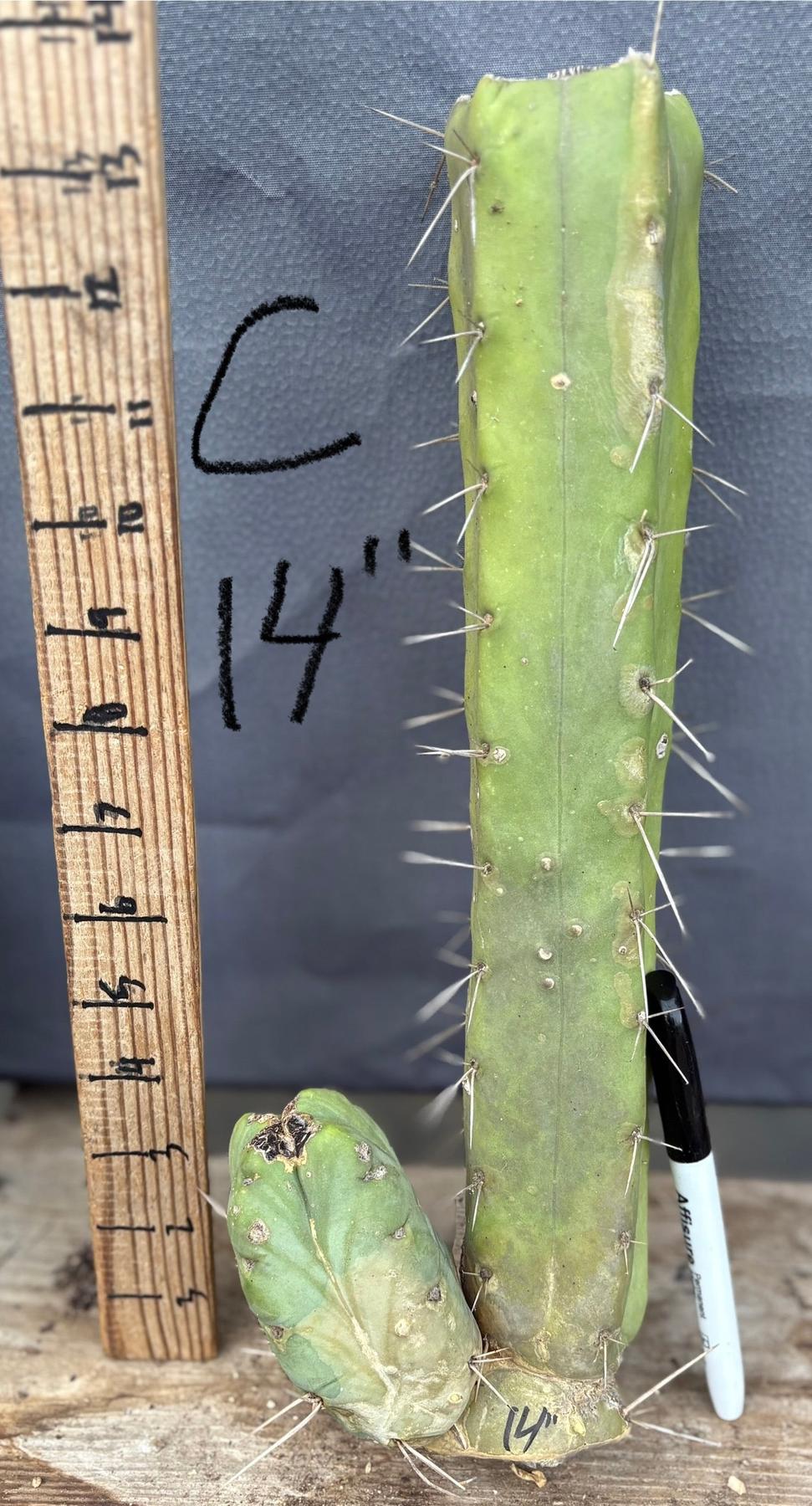 San Pedro Cactus for Sale Trichocereus - #EC153 EXACT Trichocereus