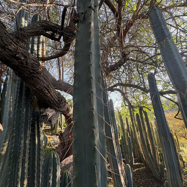 EC153 EXACT Trichocereus Bridgesii Jiimz Twin Spine Cactus