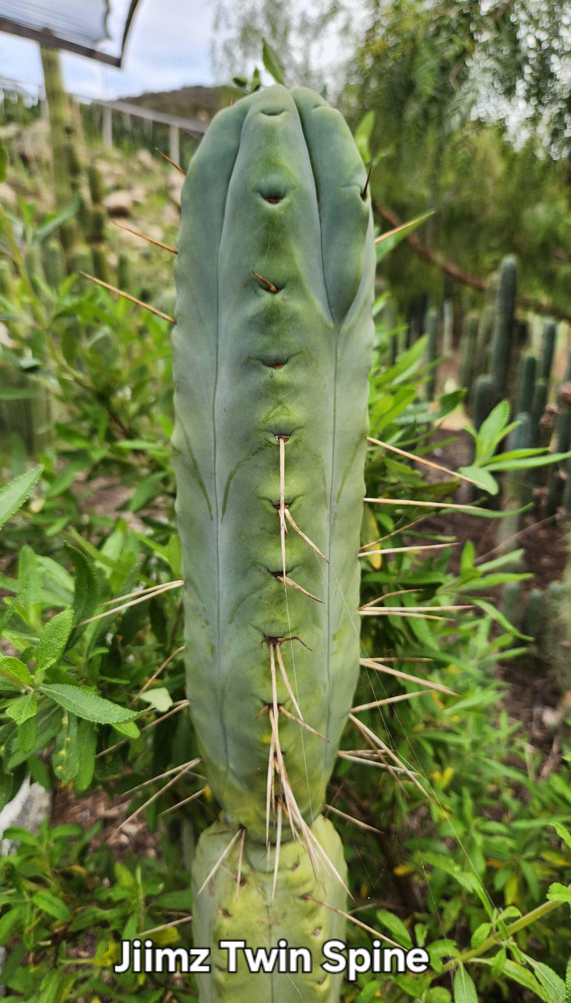 #EC153 EXACT Trichocereus Bridgesii Jiimz Twin Spine Cactus Cuttings