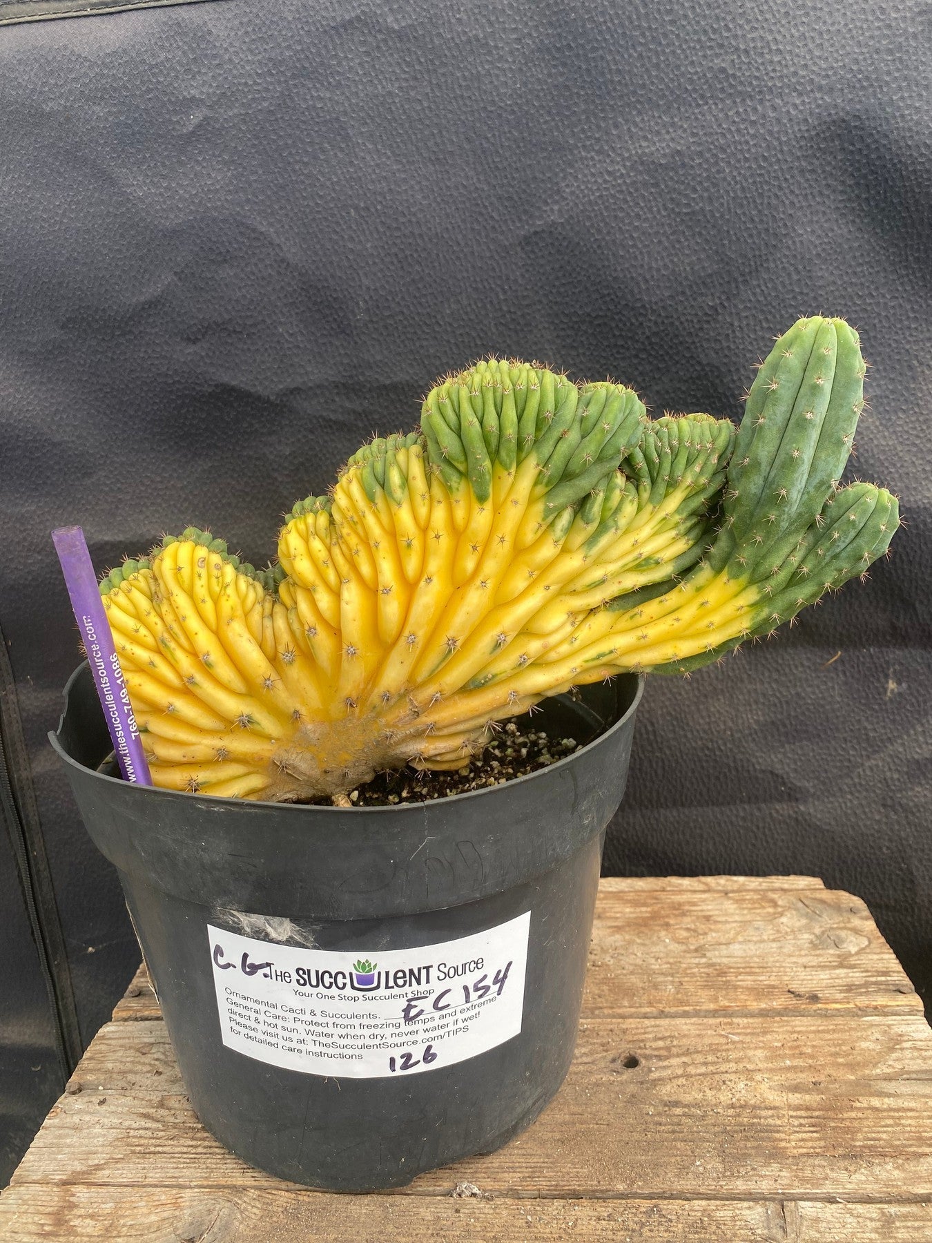 #EC154 EXACT Trichocereus Pachanoi Variegated Crested Ornamental Cactus"-Cactus - Large - Exact-The Succulent Source
