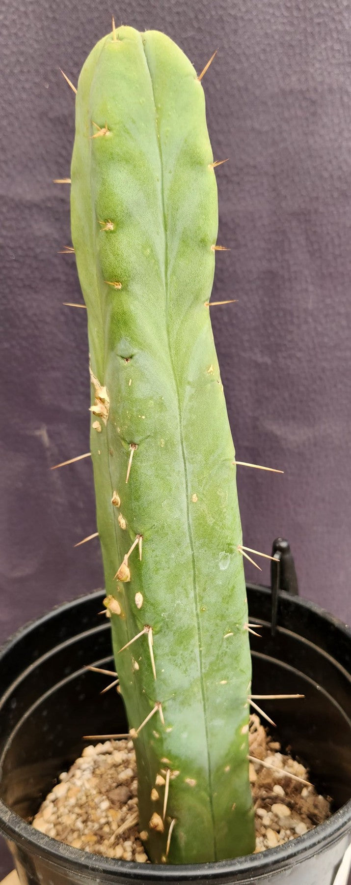 #EC155 EXACT Trichocereus Bridgesii Jiimz 4 Rib Cactus 14”-Cactus - Large - Exact-The Succulent Source