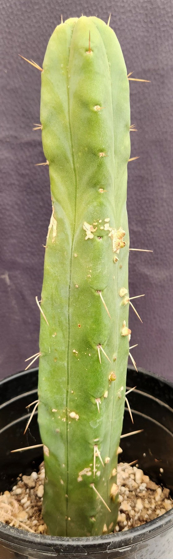 #EC155 EXACT Trichocereus Bridgesii Jiimz 4 Rib Cactus 14”-Cactus - Large - Exact-The Succulent Source