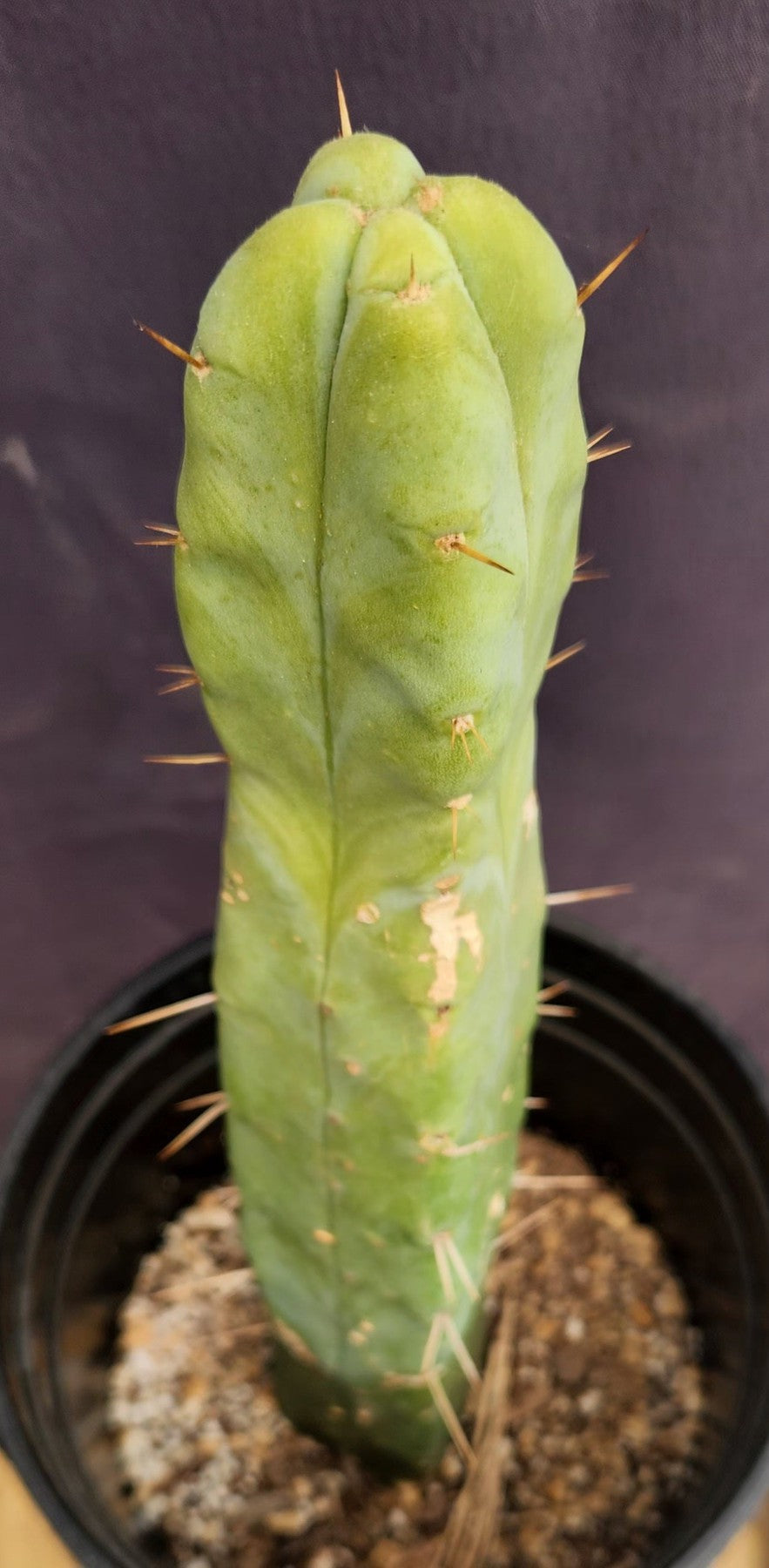 #EC155 EXACT Trichocereus Bridgesii Jiimz 4 Rib Cactus 14”-Cactus - Large - Exact-The Succulent Source