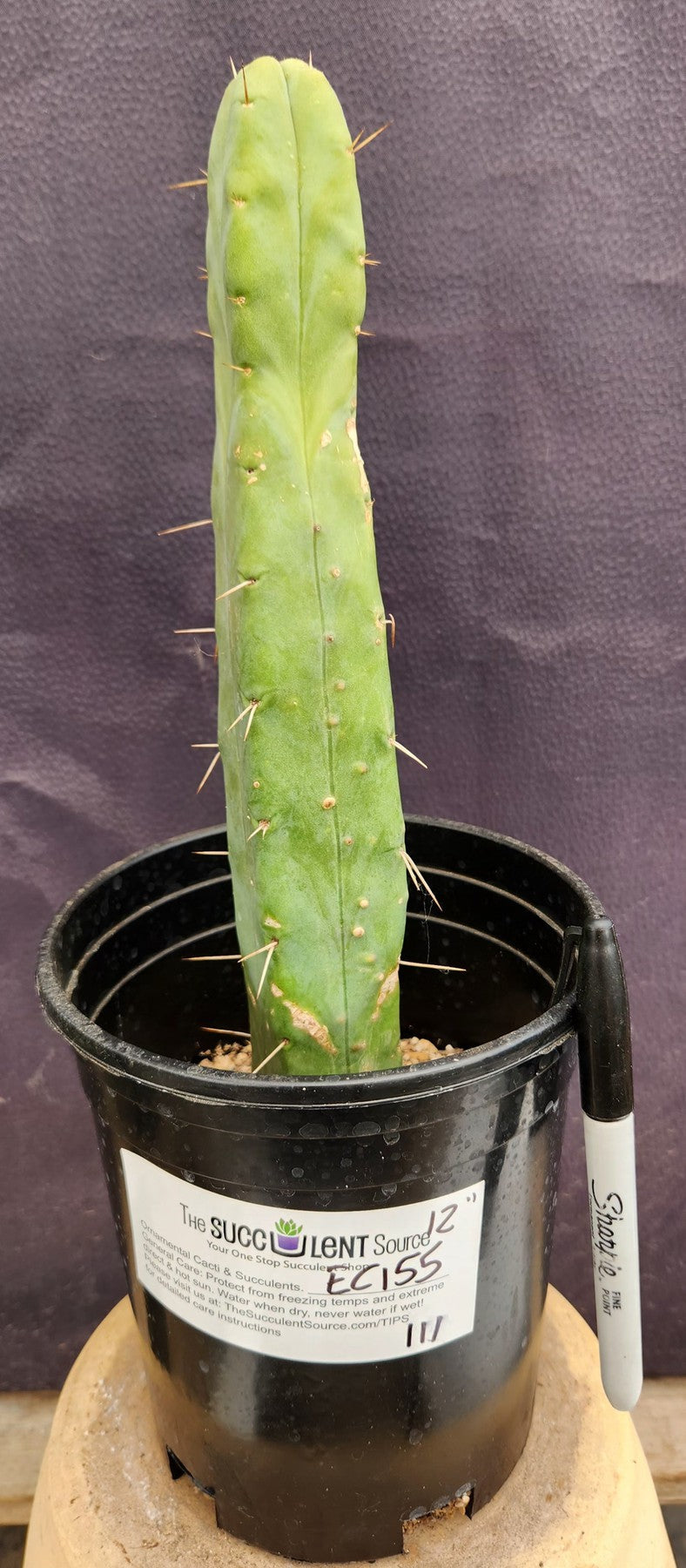 #EC155 EXACT Trichocereus Bridgesii Jiimz 4 Rib Cactus 14”-Cactus - Large - Exact-The Succulent Source