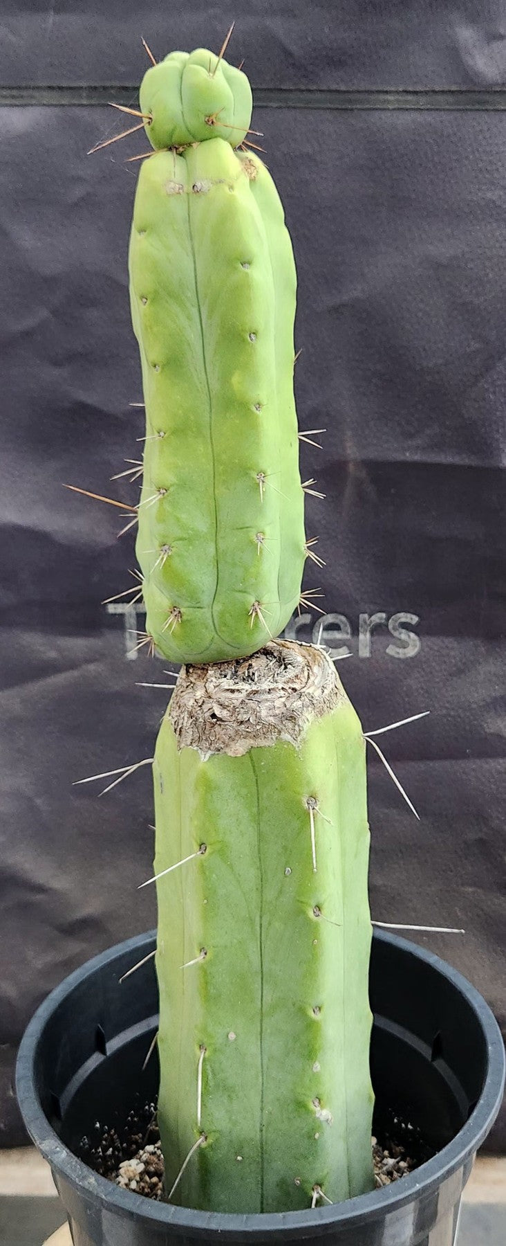 #EC155 EXACT Trichocereus Bridgesii Jiimz Twin Spine Cactus 18”-Cactus - Large - Exact-The Succulent Source