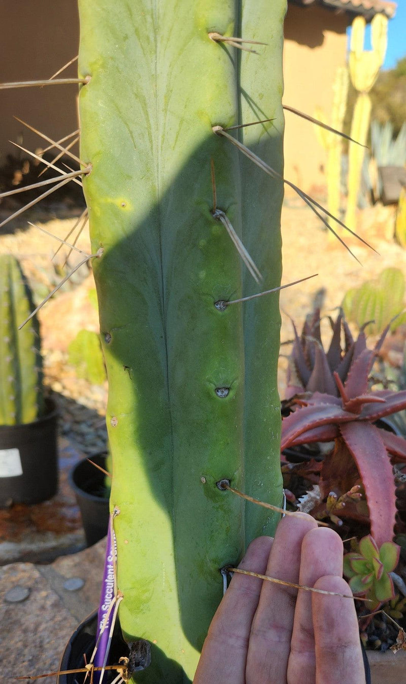 #EC155 EXACT Trichocereus Bridgesii  Jiimz Twin Spine Cactus  31"