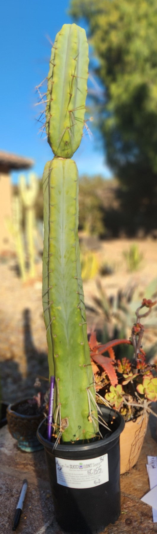 #EC155 EXACT Trichocereus Bridgesii  Jiimz Twin Spine Cactus  31"
