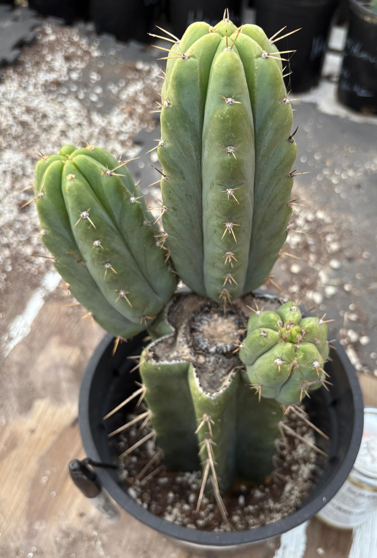 #EC155 EXACT Trichocereus Hybrid SS02 X Bridgesii Yowie Cactus 12.5”-Cactus - Large - Exact-The Succulent Source