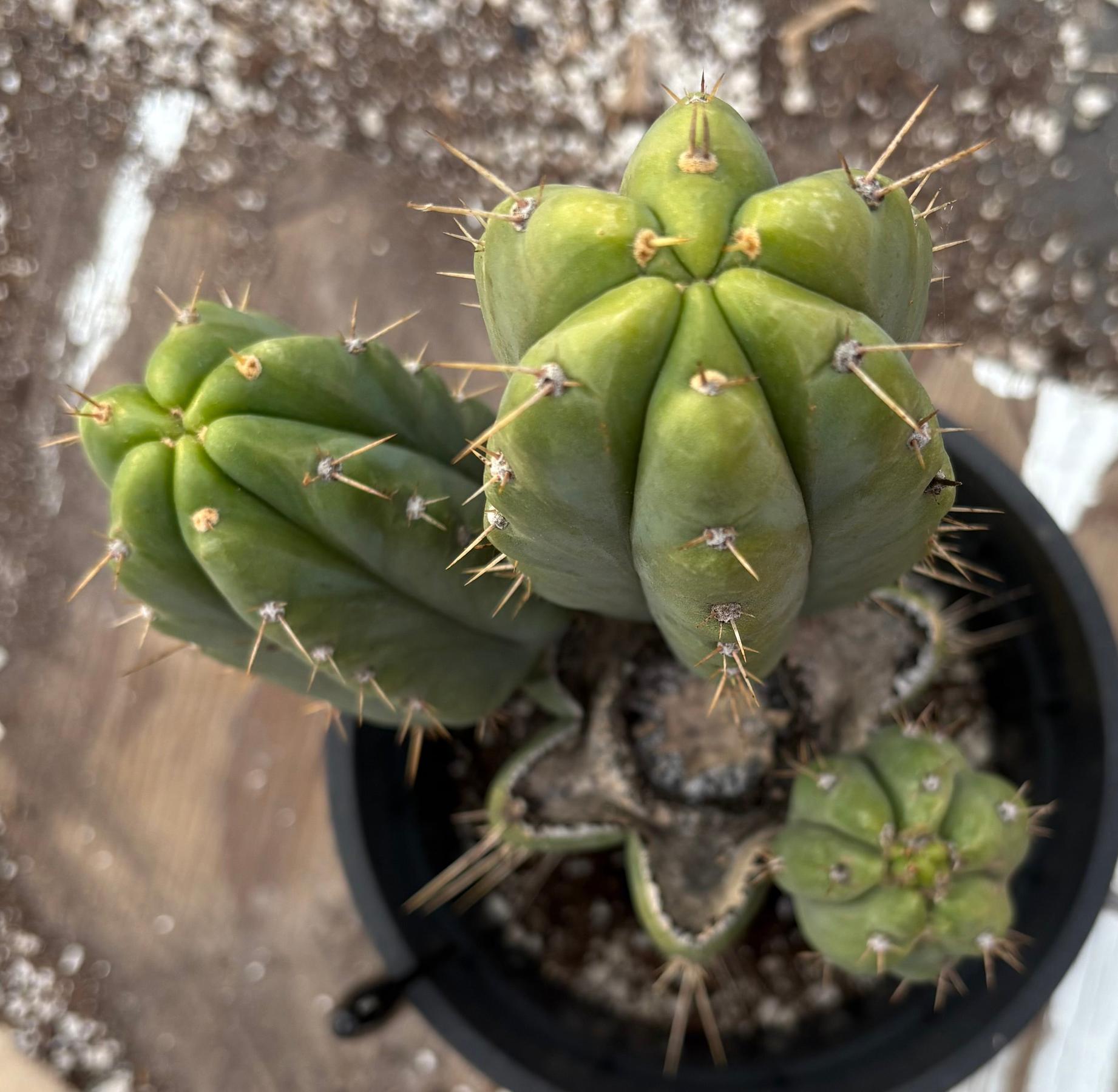 #EC155 EXACT Trichocereus Hybrid SS02 X Bridgesii Yowie Cactus 12.5”-Cactus - Large - Exact-The Succulent Source