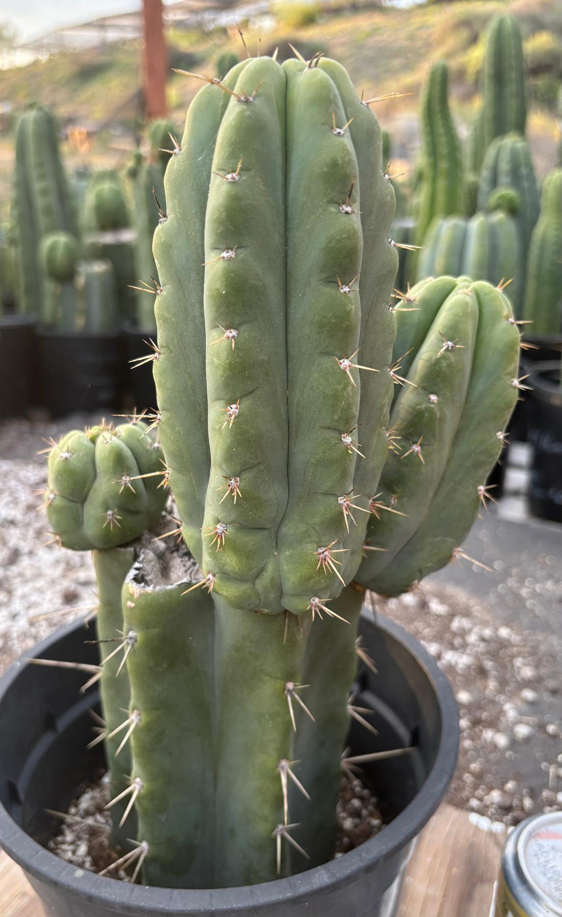 #EC155 EXACT Trichocereus Hybrid SS02 X Bridgesii Yowie Cactus 12.5”-Cactus - Large - Exact-The Succulent Source