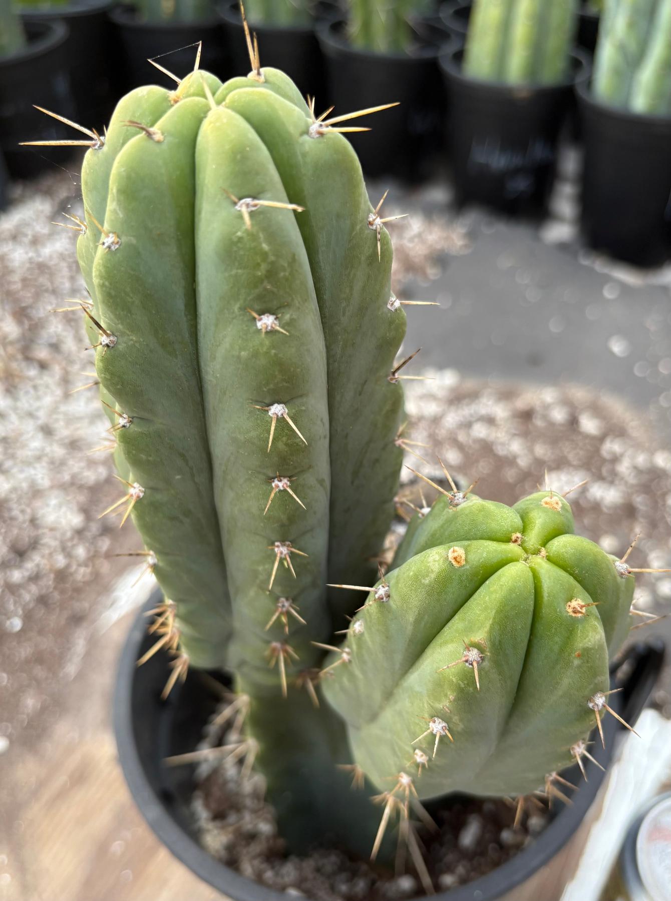 #EC155 EXACT Trichocereus Hybrid SS02 X Bridgesii Yowie Cactus 12.5”-Cactus - Large - Exact-The Succulent Source