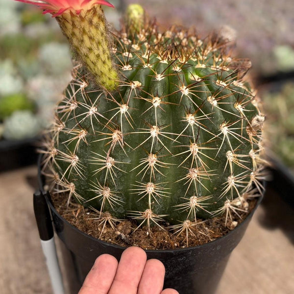 EC155 Trichocereus “Copper Barrel” Cactus 8” Container - Wedding