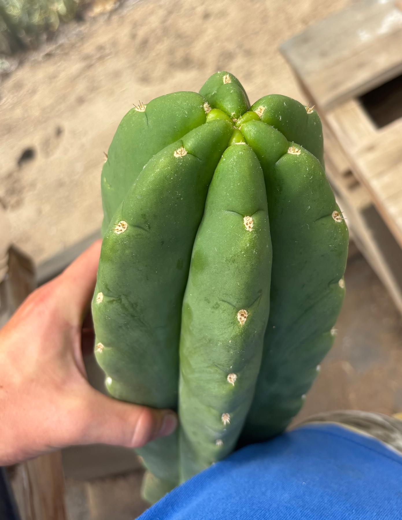 #EC156 EXACT Trichocereus Huan X Malo4 17”-Cactus - Large - Exact-The Succulent Source