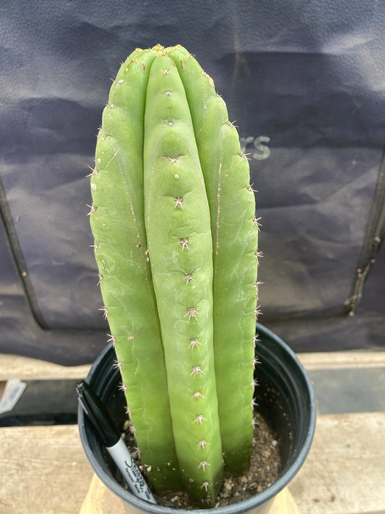 #EC156 EXACT Trichocereus Pachanoi Cactus 12.5”-Cactus - Large - Exact-The Succulent Source