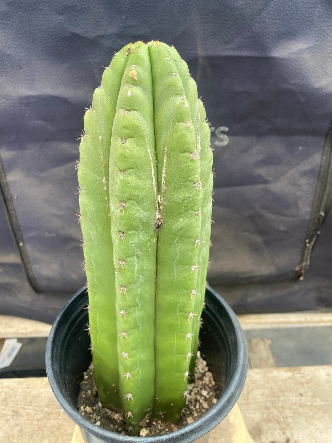 #EC156 EXACT Trichocereus Pachanoi Cactus 12.5”-Cactus - Large - Exact-The Succulent Source