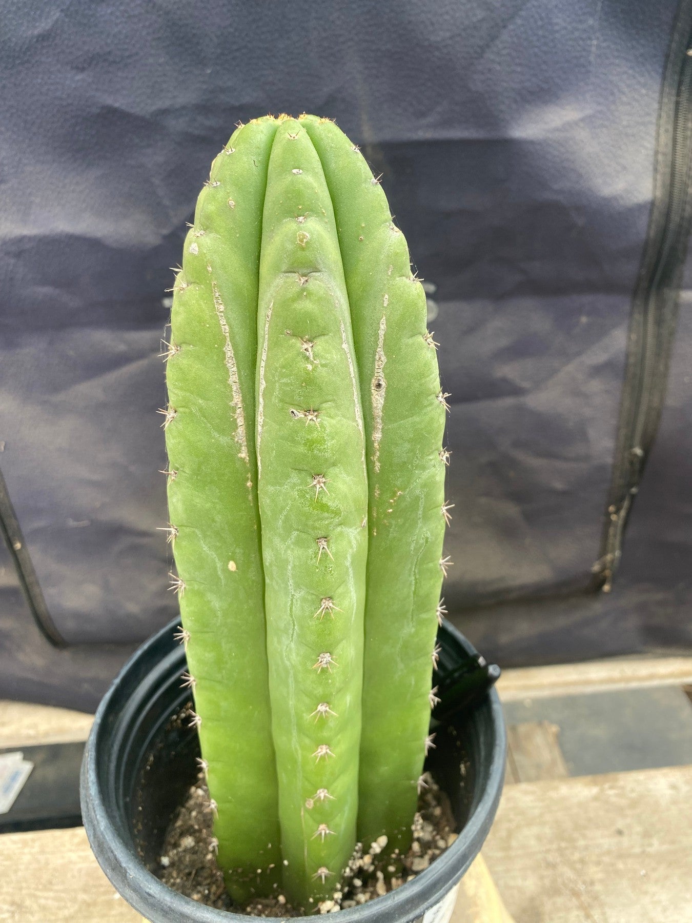 #EC156 EXACT Trichocereus Pachanoi Cactus 12.5”-Cactus - Large - Exact-The Succulent Source