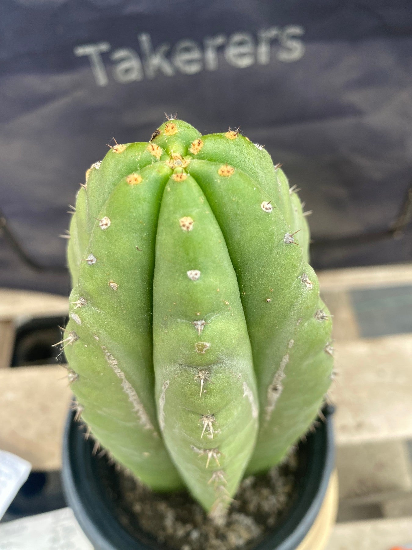 #EC156 EXACT Trichocereus Pachanoi Cactus 12.5”-Cactus - Large - Exact-The Succulent Source