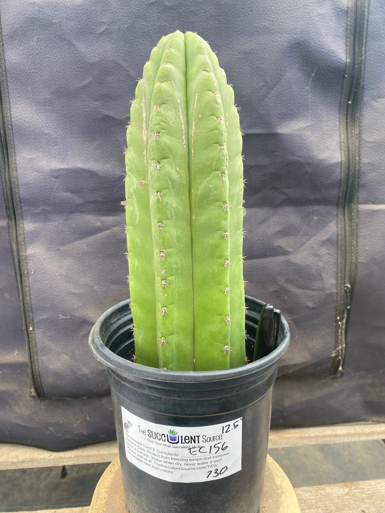 #EC156 EXACT Trichocereus Pachanoi Cactus 12.5”-Cactus - Large - Exact-The Succulent Source