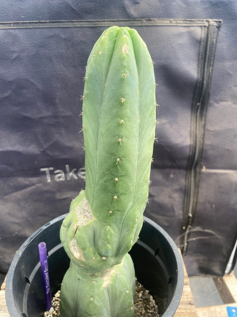 #EC156 EXACT Trichocereus Pachanoi Cactus 13.5”