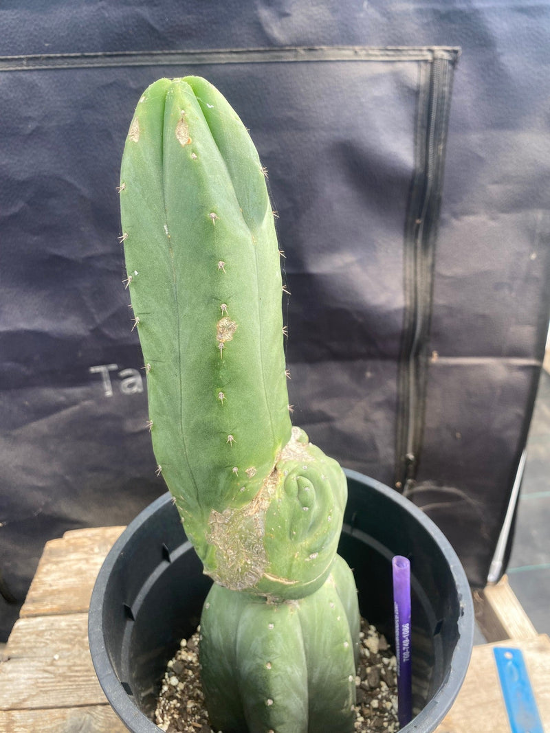 #EC156 EXACT Trichocereus Pachanoi Cactus 13.5”