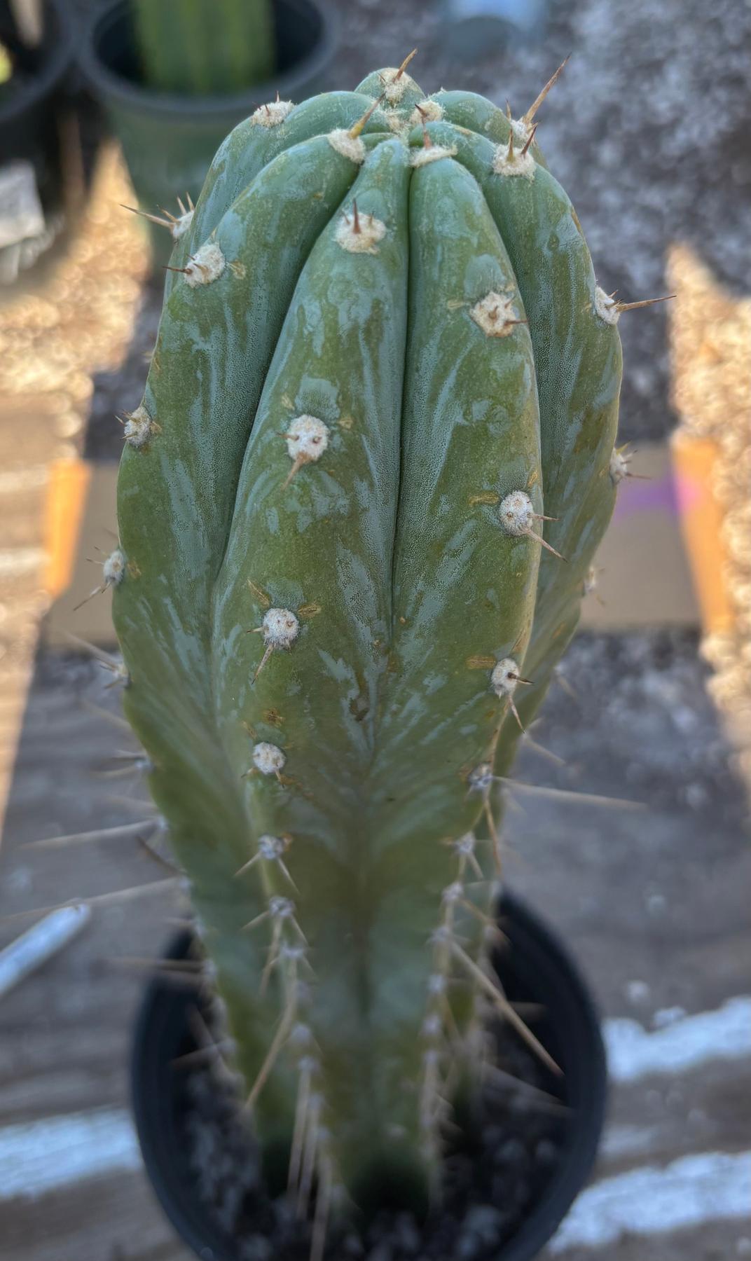 #EC156 EXACT Trichocereus Pachanoi Caxamarca OP Chavin Cactus 18.5”-Cactus - Large - Exact-The Succulent Source