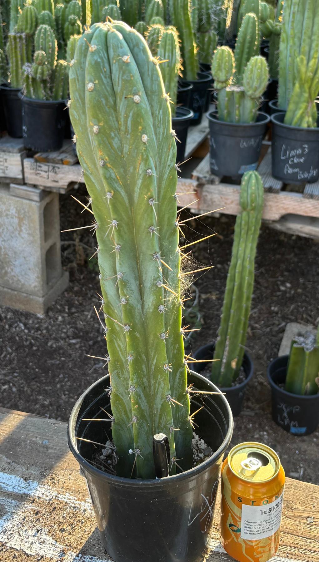 #EC156 EXACT Trichocereus Pachanoi Caxamarca OP Chavin Cactus 18.5”-Cactus - Large - Exact-The Succulent Source