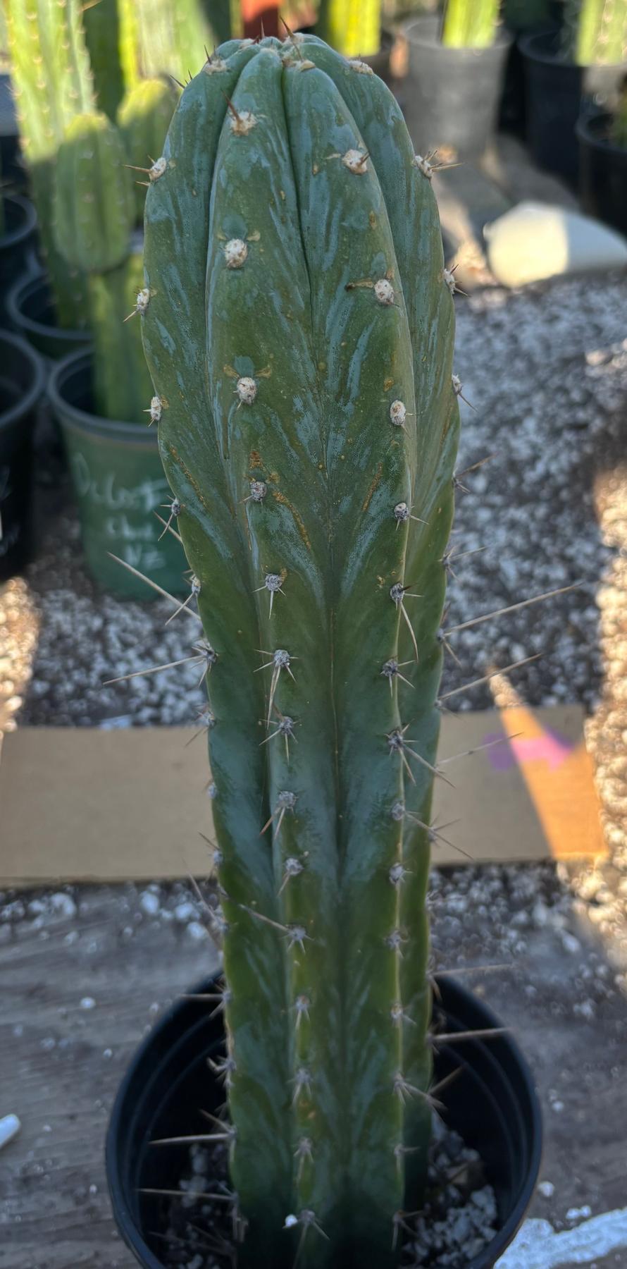 #EC156 EXACT Trichocereus Pachanoi Caxamarca OP Chavin Cactus 18.5”-Cactus - Large - Exact-The Succulent Source
