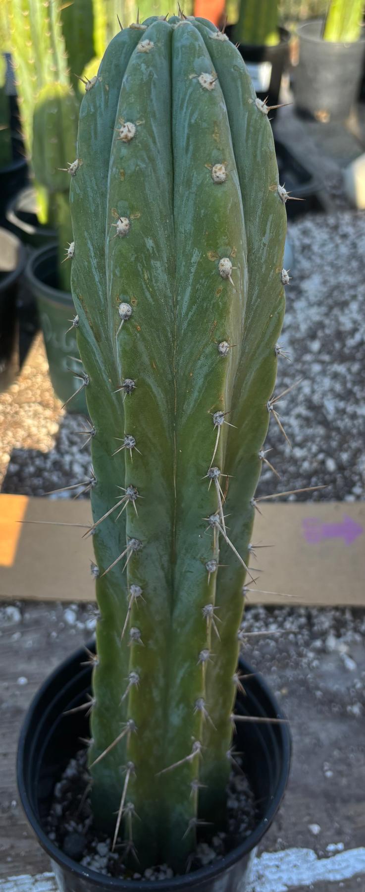#EC156 EXACT Trichocereus Pachanoi Caxamarca OP Chavin Cactus 18.5”-Cactus - Large - Exact-The Succulent Source
