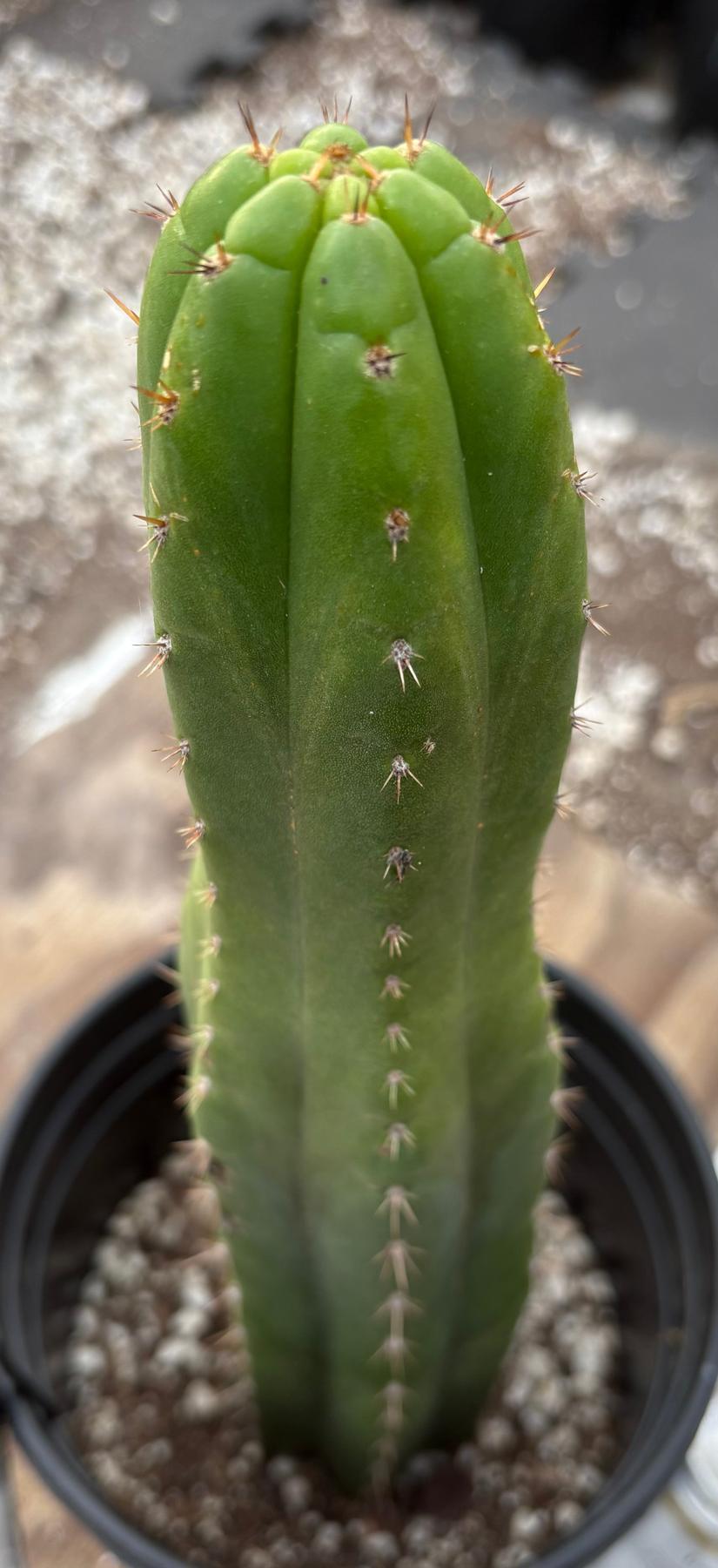 #EC156 EXACT Trichocereus Pachanoi Nahuel Chavin Cactus 13”-Cactus - Large - Exact-The Succulent Source