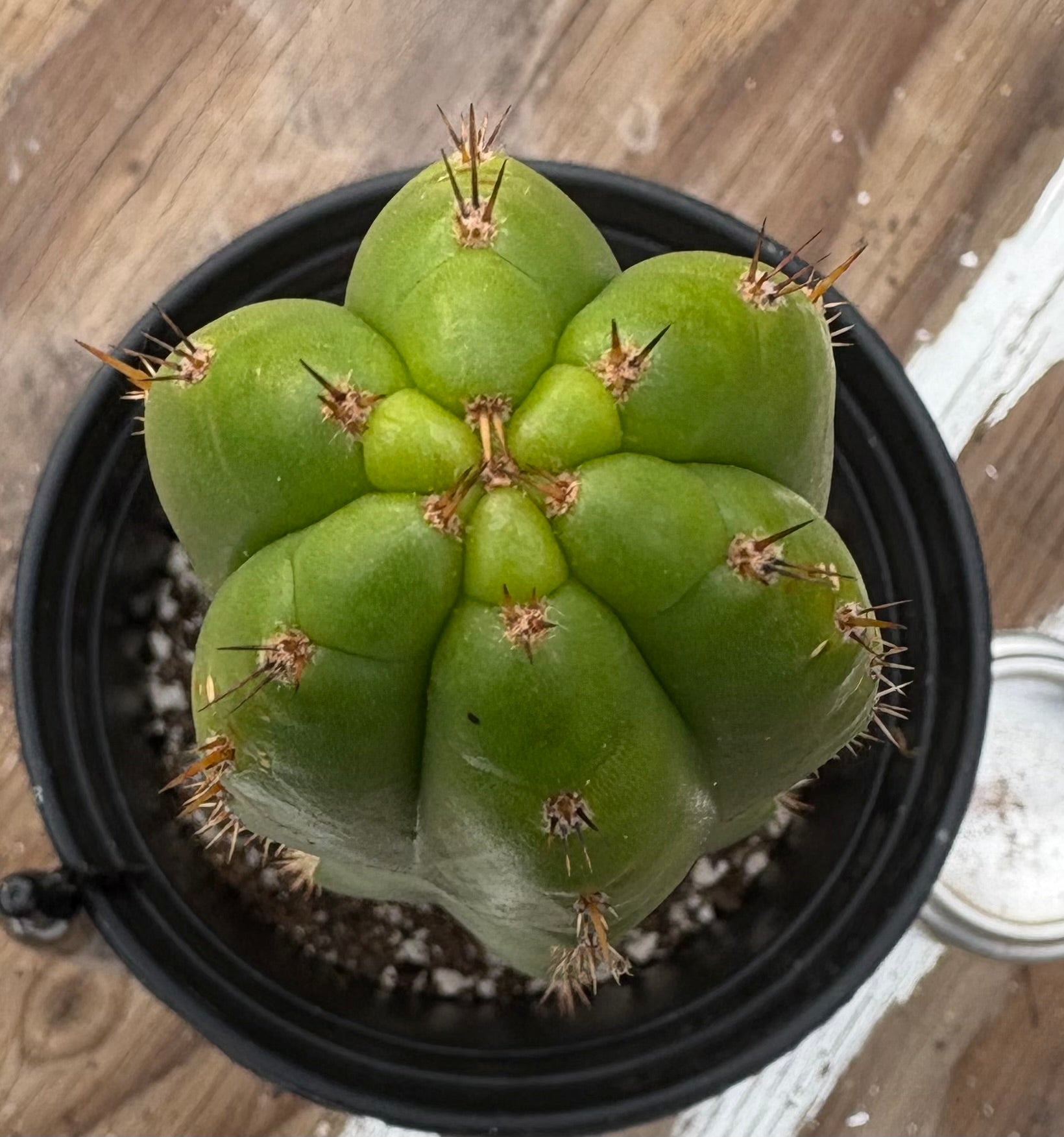 #EC156 EXACT Trichocereus Pachanoi Nahuel Chavin Cactus 13”-Cactus - Large - Exact-The Succulent Source