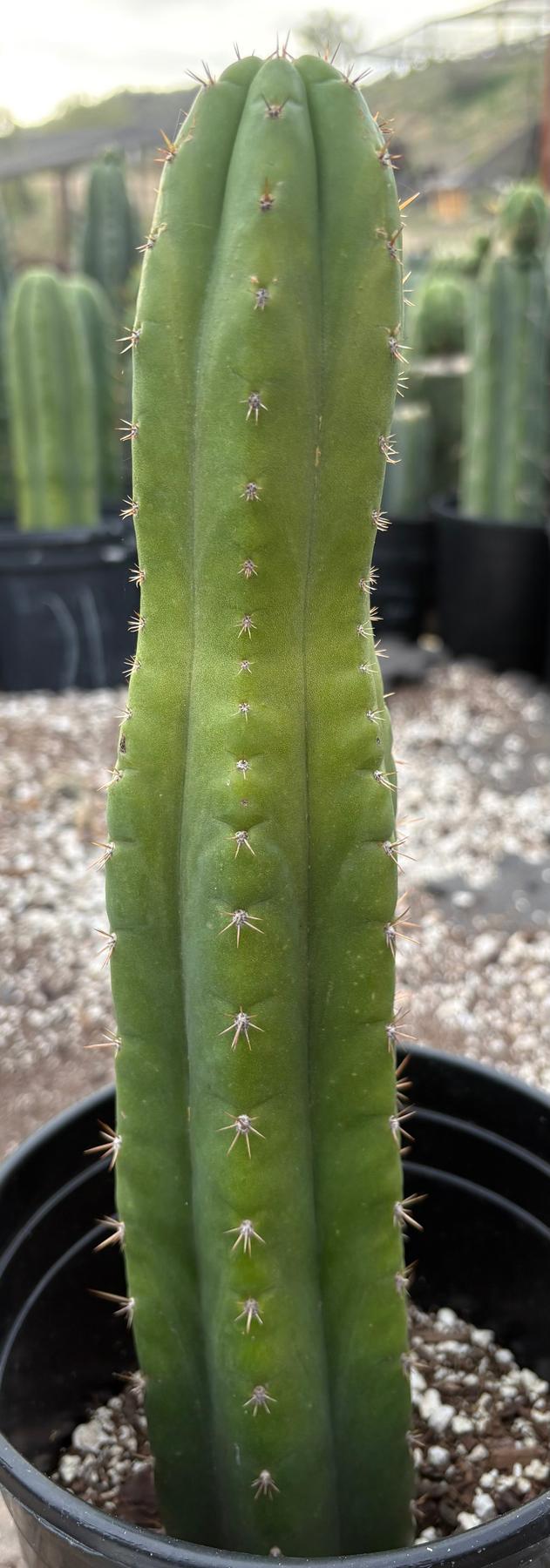 #EC156 EXACT Trichocereus Pachanoi Nahuel Chavin Cactus 13”-Cactus - Large - Exact-The Succulent Source