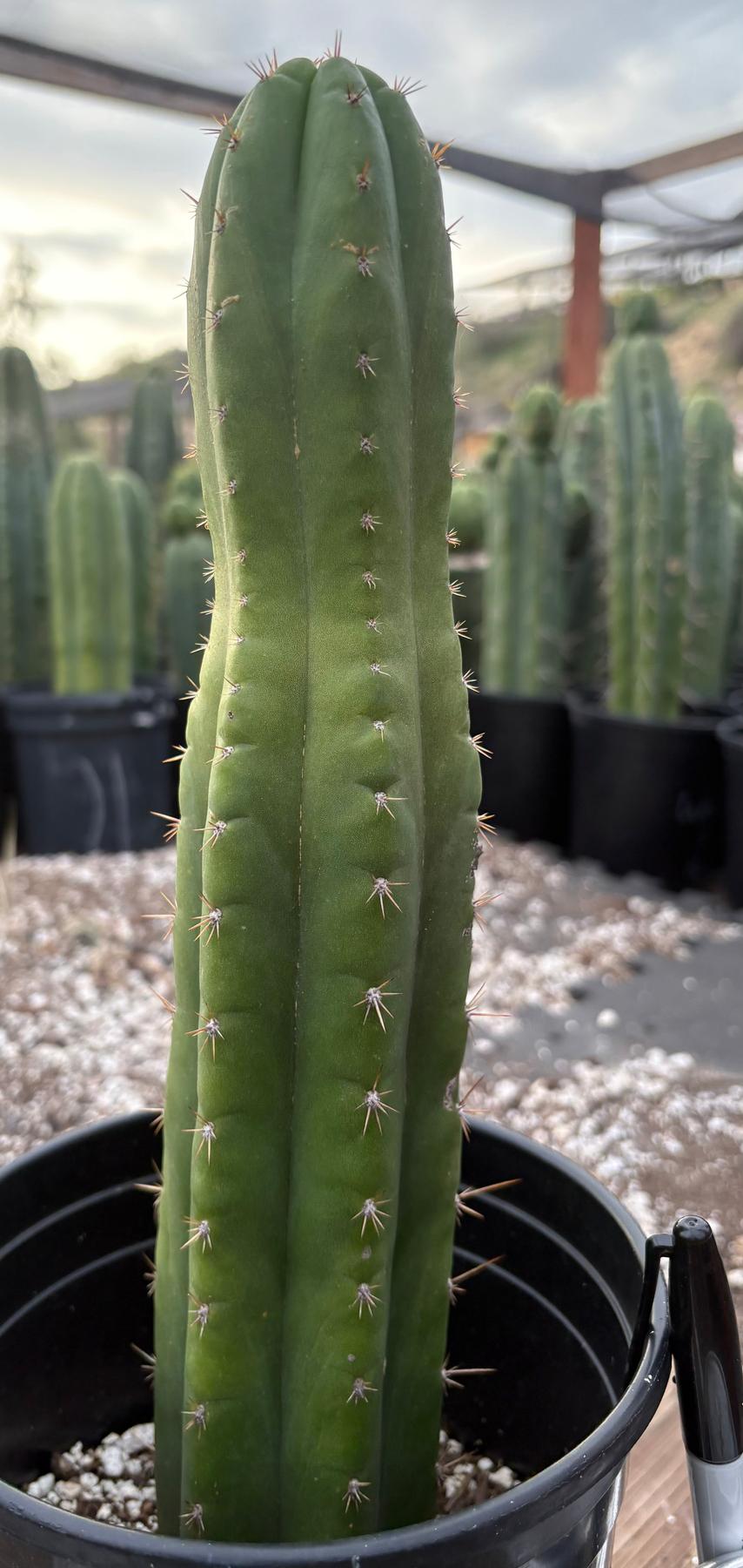 #EC156 EXACT Trichocereus Pachanoi Nahuel Chavin Cactus 13”-Cactus - Large - Exact-The Succulent Source