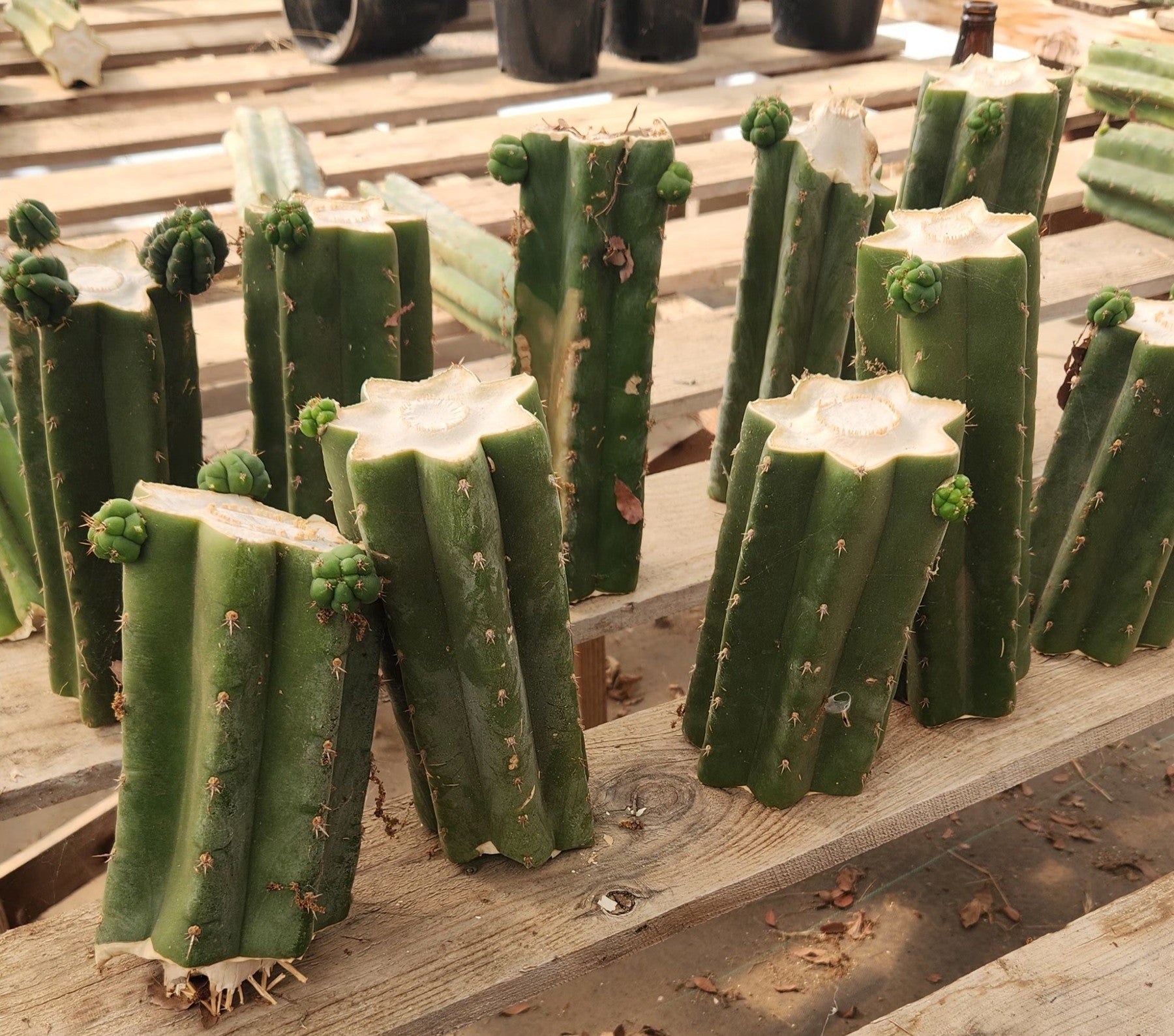 #EC157 EXACT Trichocereus Pachanoi "Awful" Cactus Various sizes-Cactus - Large - Exact-The Succulent Source