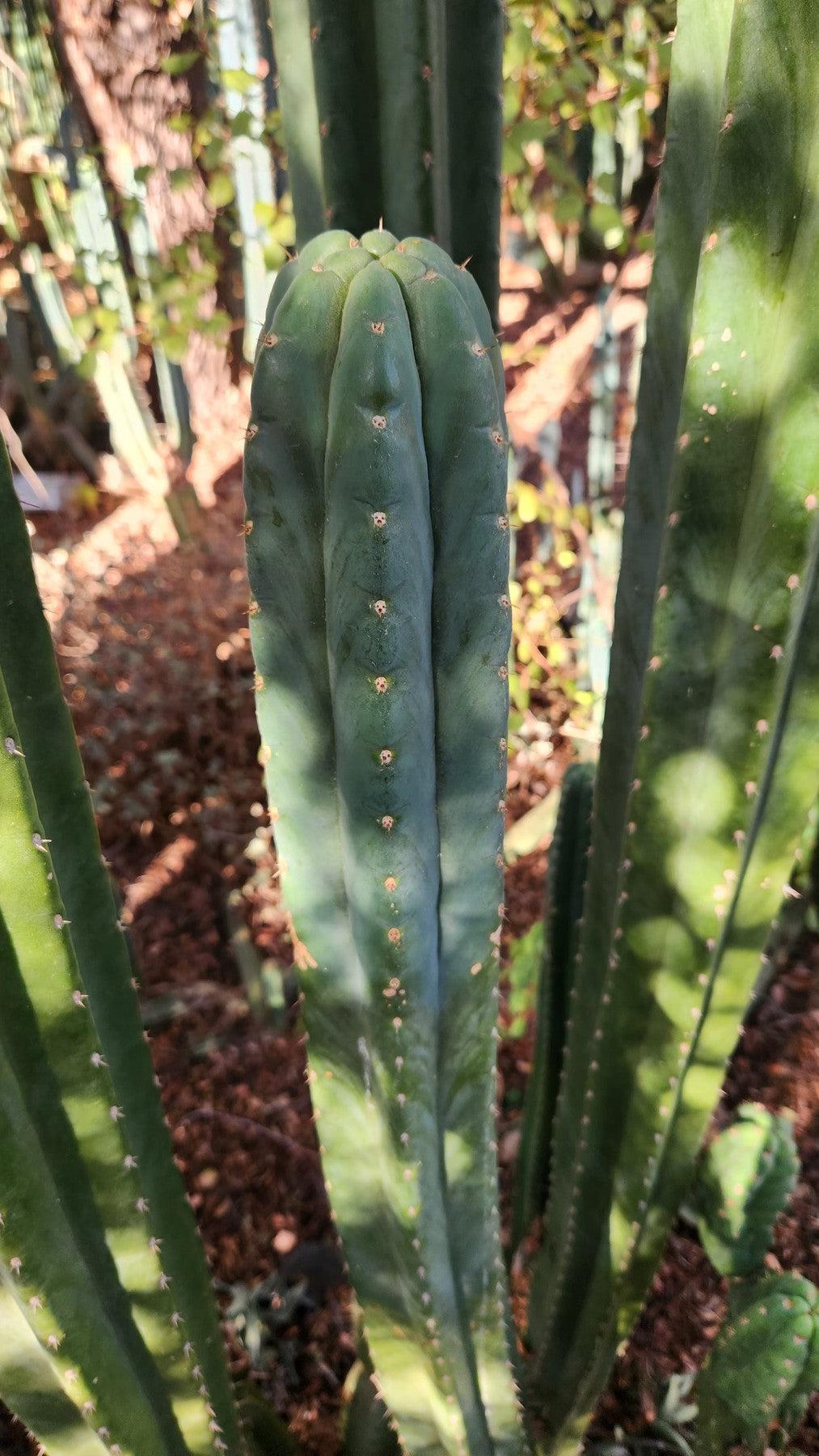 #EC157 EXACT Trichocereus Pachanoi "Awful" Cactus Various sizes-Cactus - Large - Exact-The Succulent Source