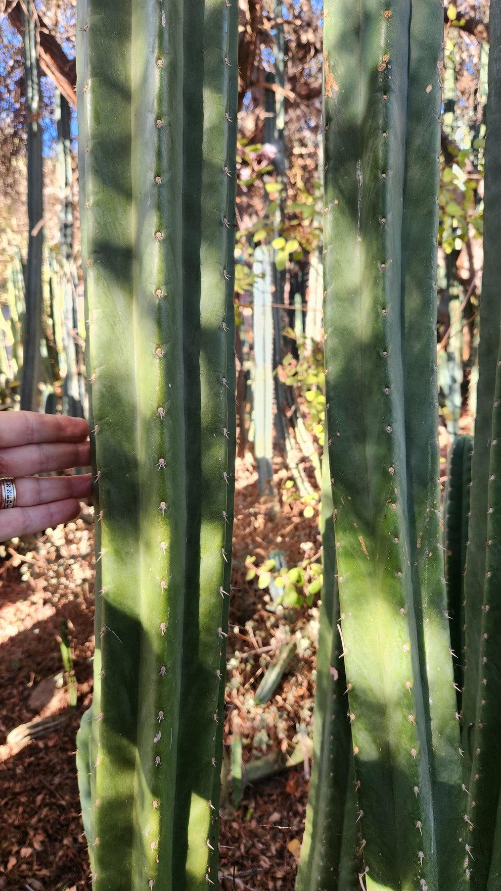 #EC157 EXACT Trichocereus Pachanoi "Awful" Cactus Various sizes-Cactus - Large - Exact-The Succulent Source