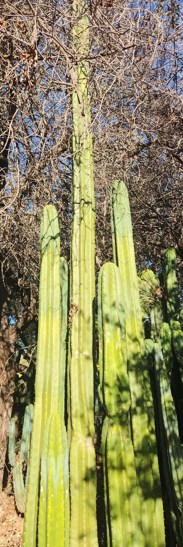 #EC157 EXACT Trichocereus Pachanoi "Awful" Cactus Various sizes-Cactus - Large - Exact-The Succulent Source