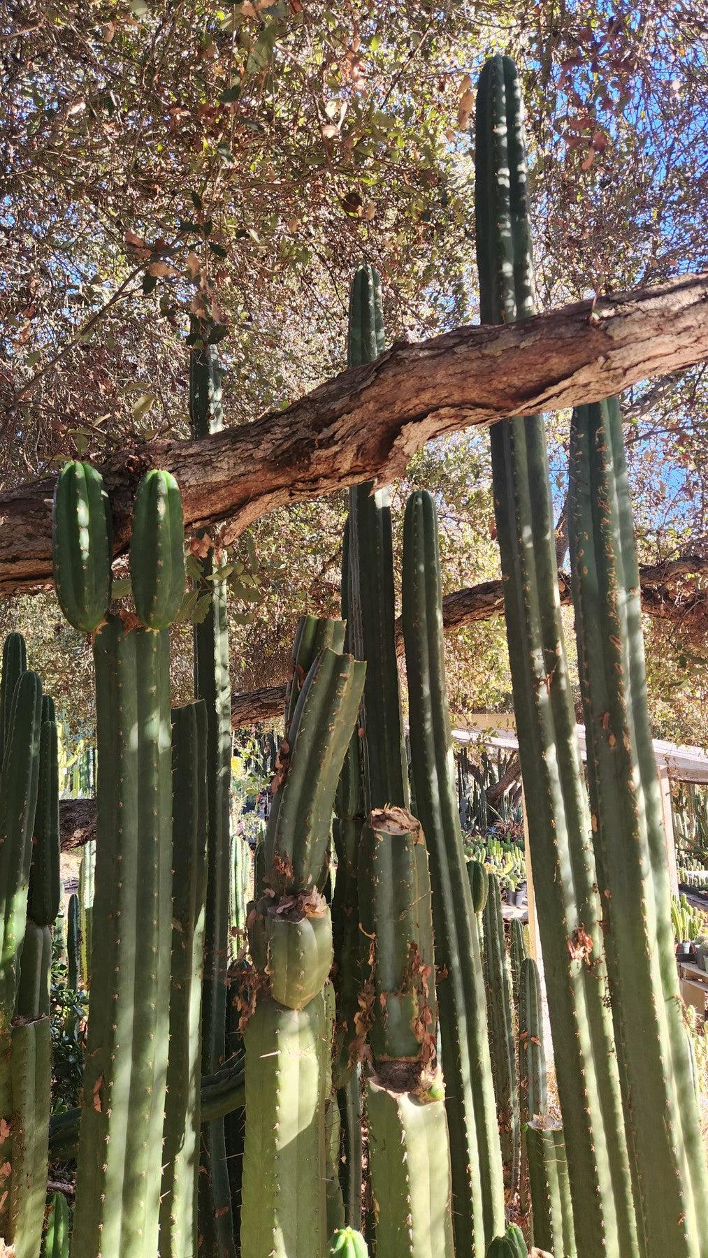 #EC157 EXACT Trichocereus Pachanoi "Awful" Cactus Various sizes-Cactus - Large - Exact-The Succulent Source