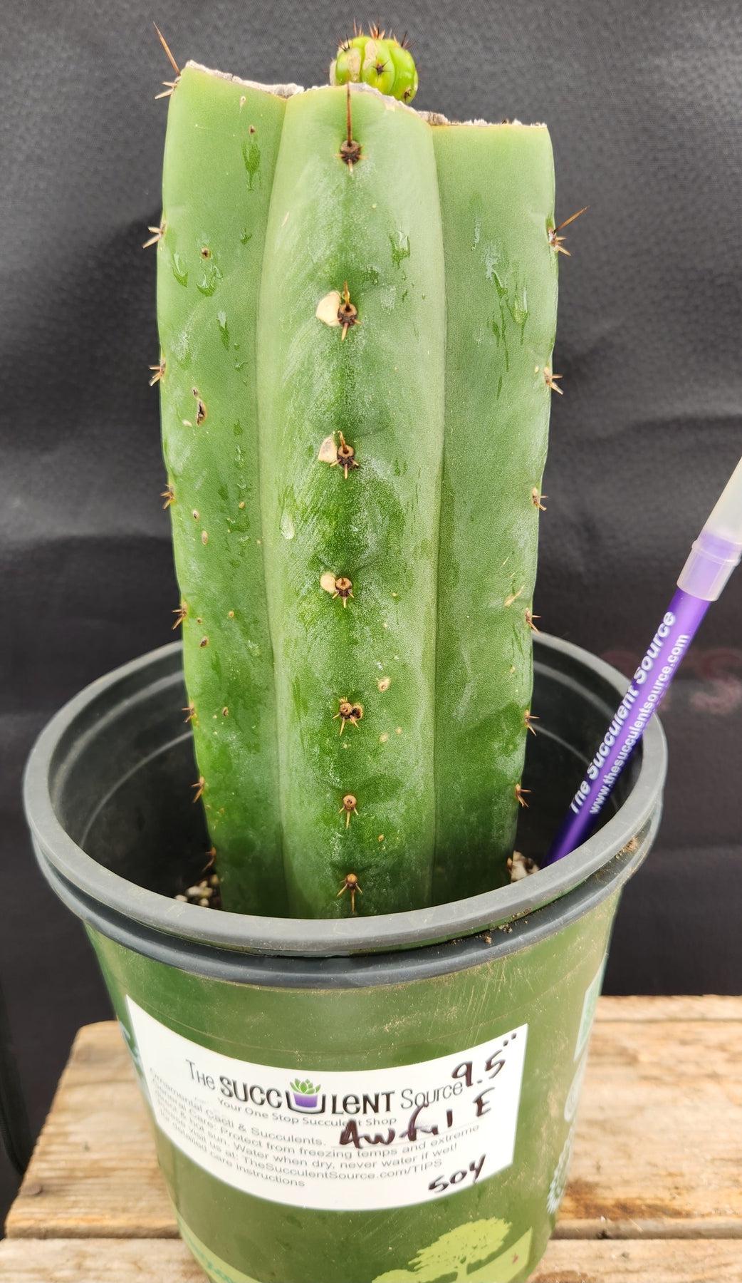 #EC157 EXACT Trichocereus Pachanoi "Awful" Cactus Various sizes-Cactus - Large - Exact-The Succulent Source