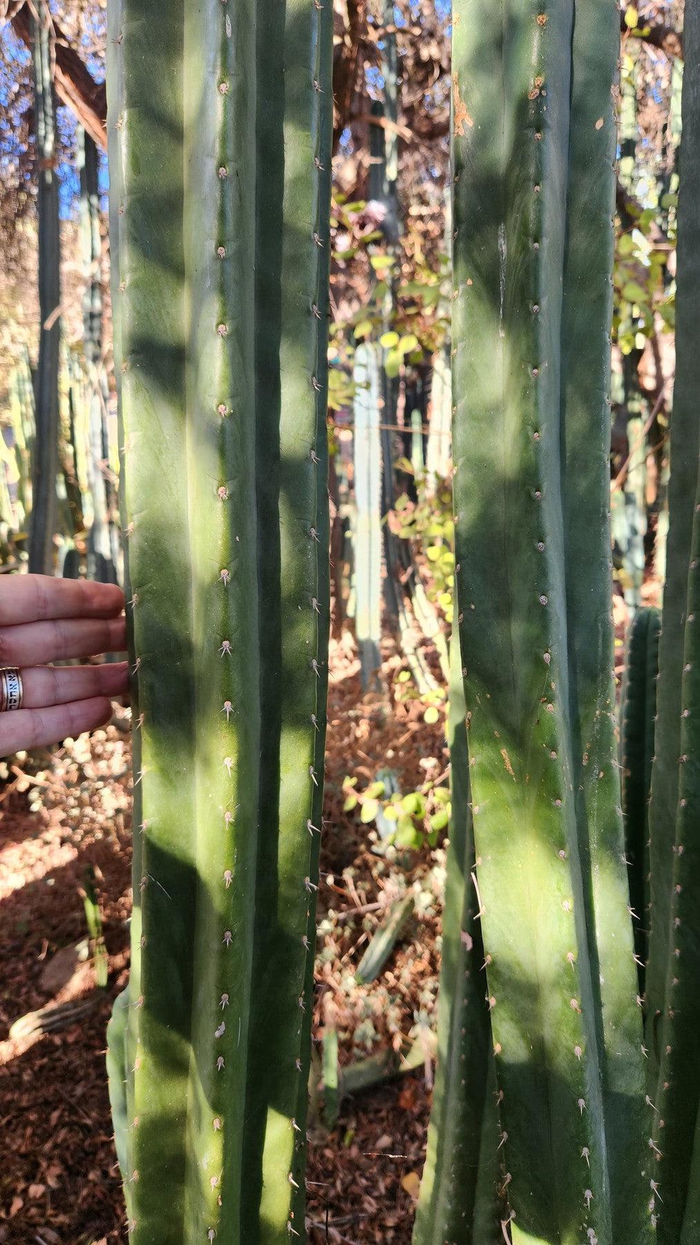 #EC157 EXACT Trichocereus Pachanoi "Awful" Cactus Various sizes-Cactus - Large - Exact-The Succulent Source
