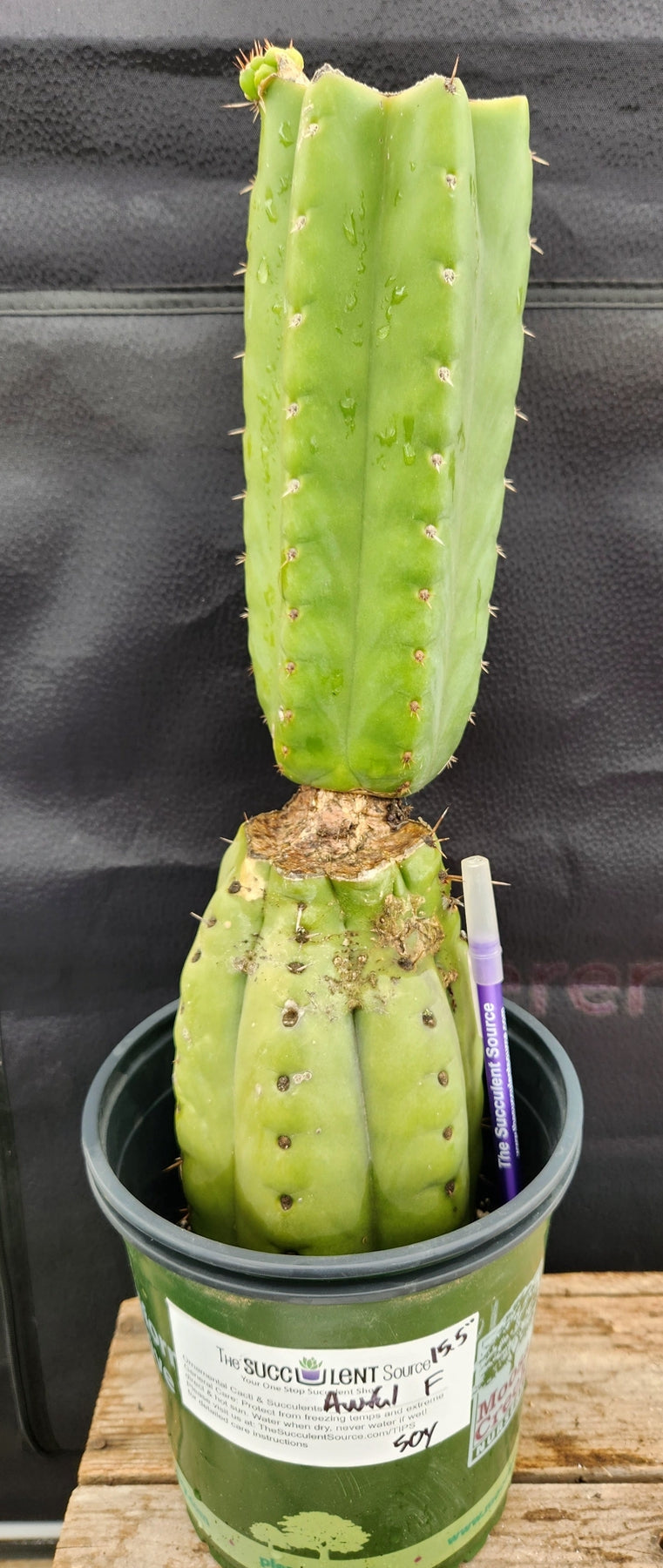 #EC157 EXACT Trichocereus Pachanoi "Awful" Cactus Various sizes-Cactus - Large - Exact-The Succulent Source