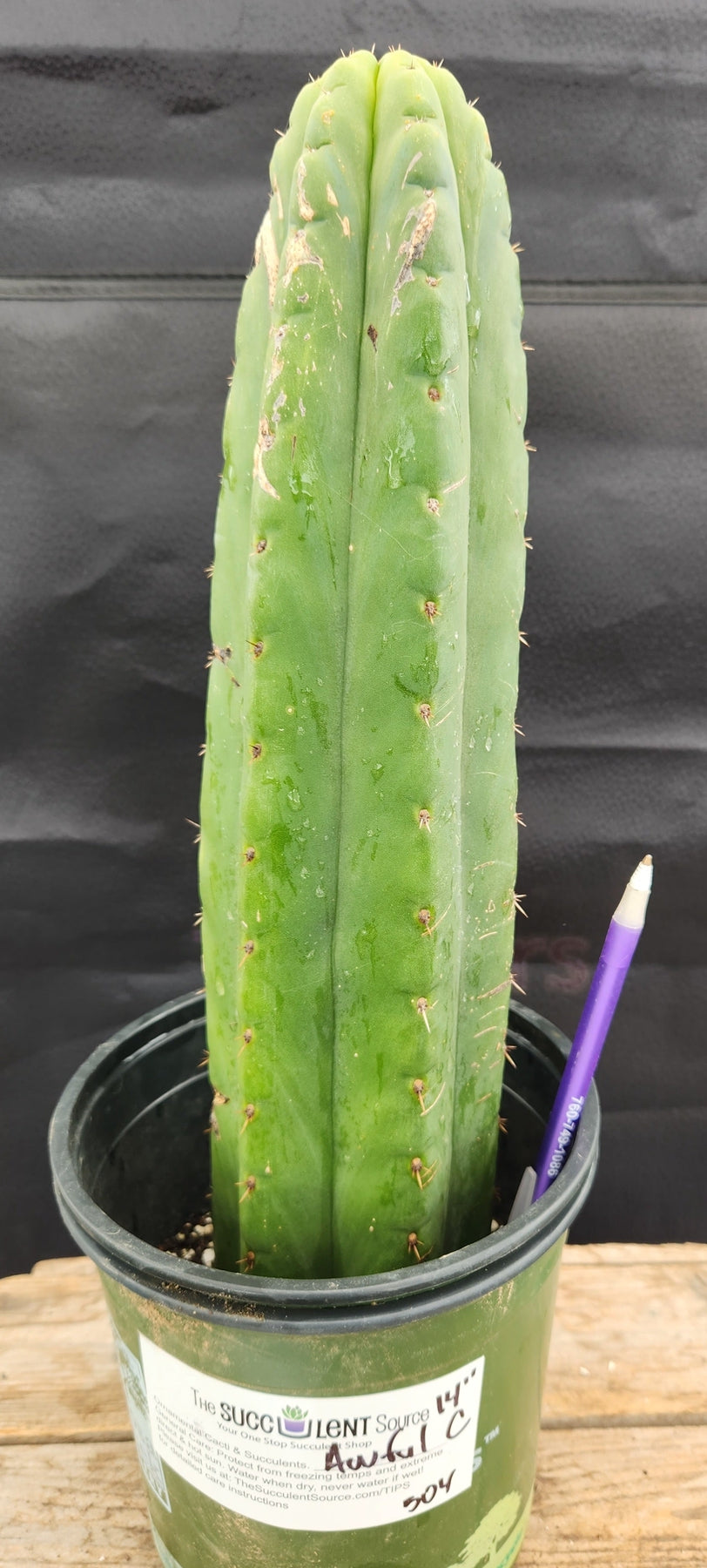 #EC157 EXACT Trichocereus Pachanoi "Awful" Cactus Various sizes-Cactus - Large - Exact-The Succulent Source