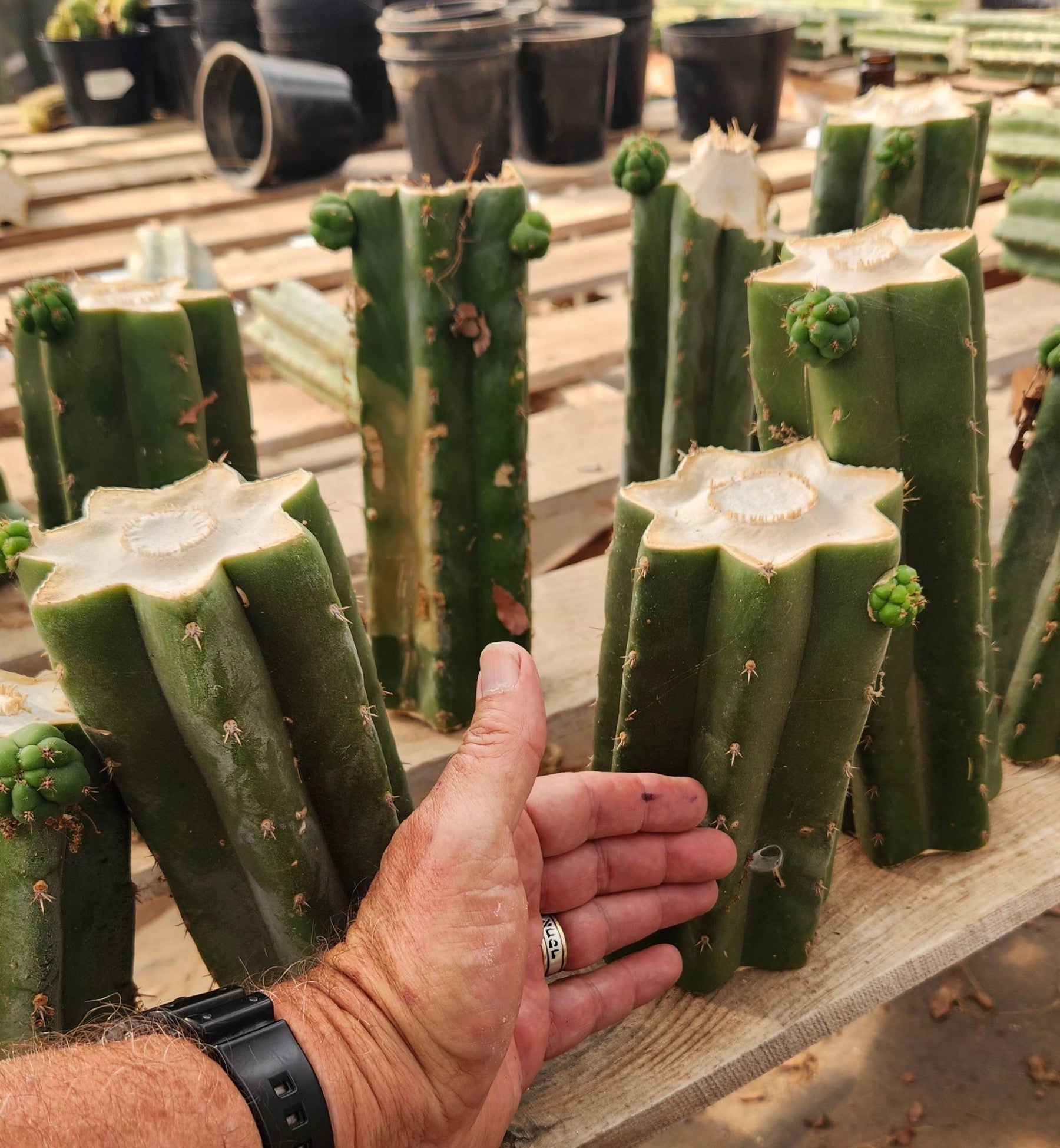 #EC157 EXACT Trichocereus Pachanoi "Awful" Cactus Various sizes-Cactus - Large - Exact-The Succulent Source