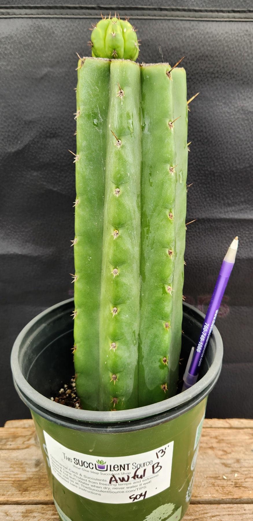 #EC157 EXACT Trichocereus Pachanoi "Awful" Cactus Various sizes-Cactus - Large - Exact-The Succulent Source