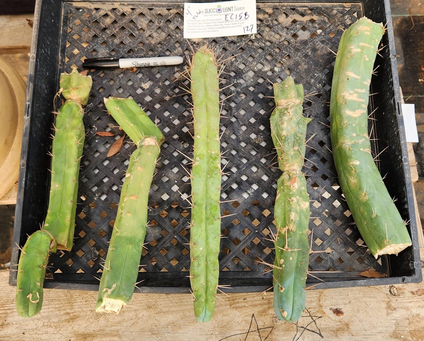 #EC158 EXACT Trichocereus Bridgesii "Jiimz" 4 Rib TLC Cactus Cutting Lot-Cactus - Large - Exact-The Succulent Source