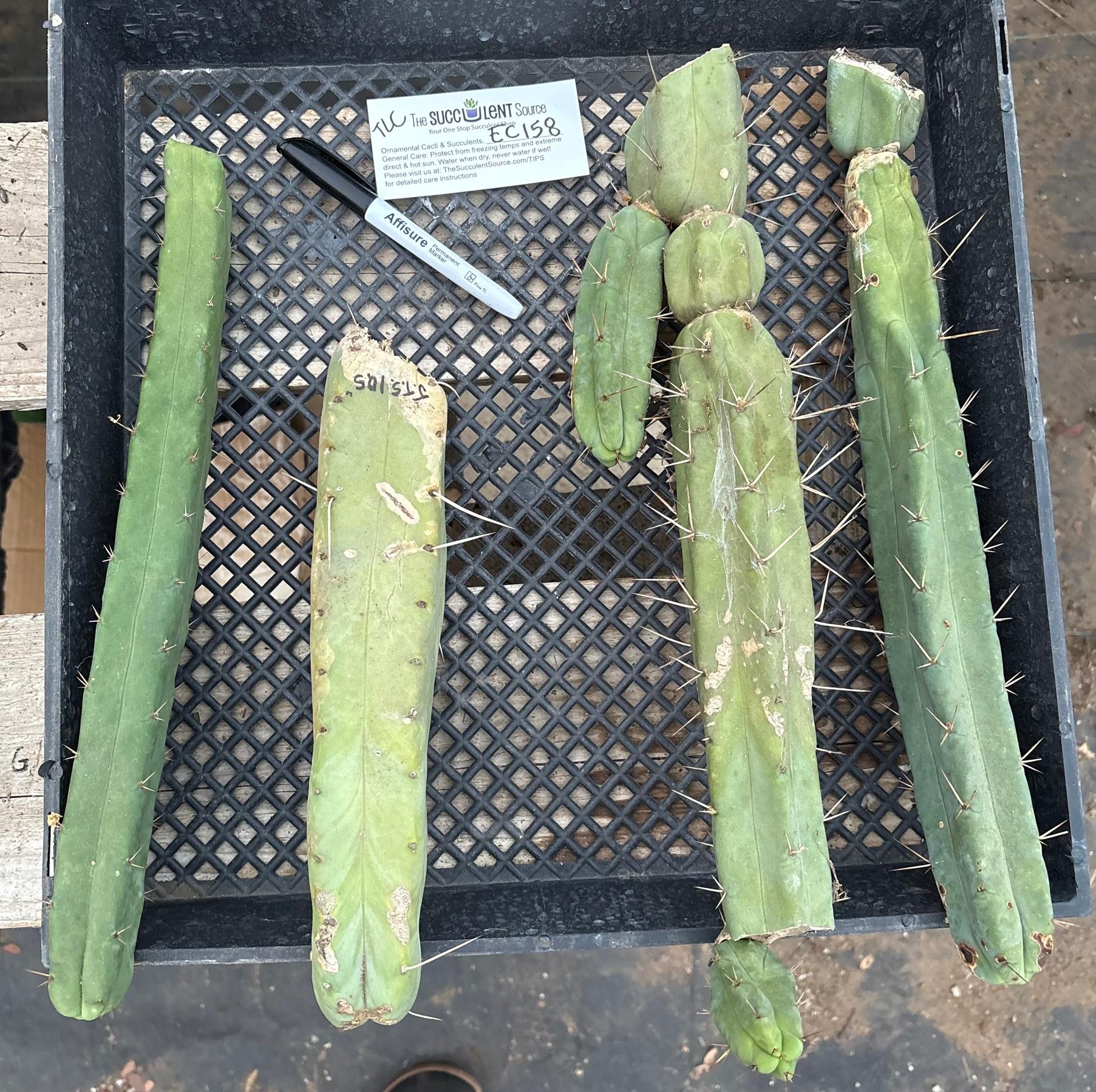 #EC158 EXACT Trichocereus Bridgesii "Jiimz" 4 Rib TLC Cactus Cutting Lot-Cactus - Large - Exact-The Succulent Source