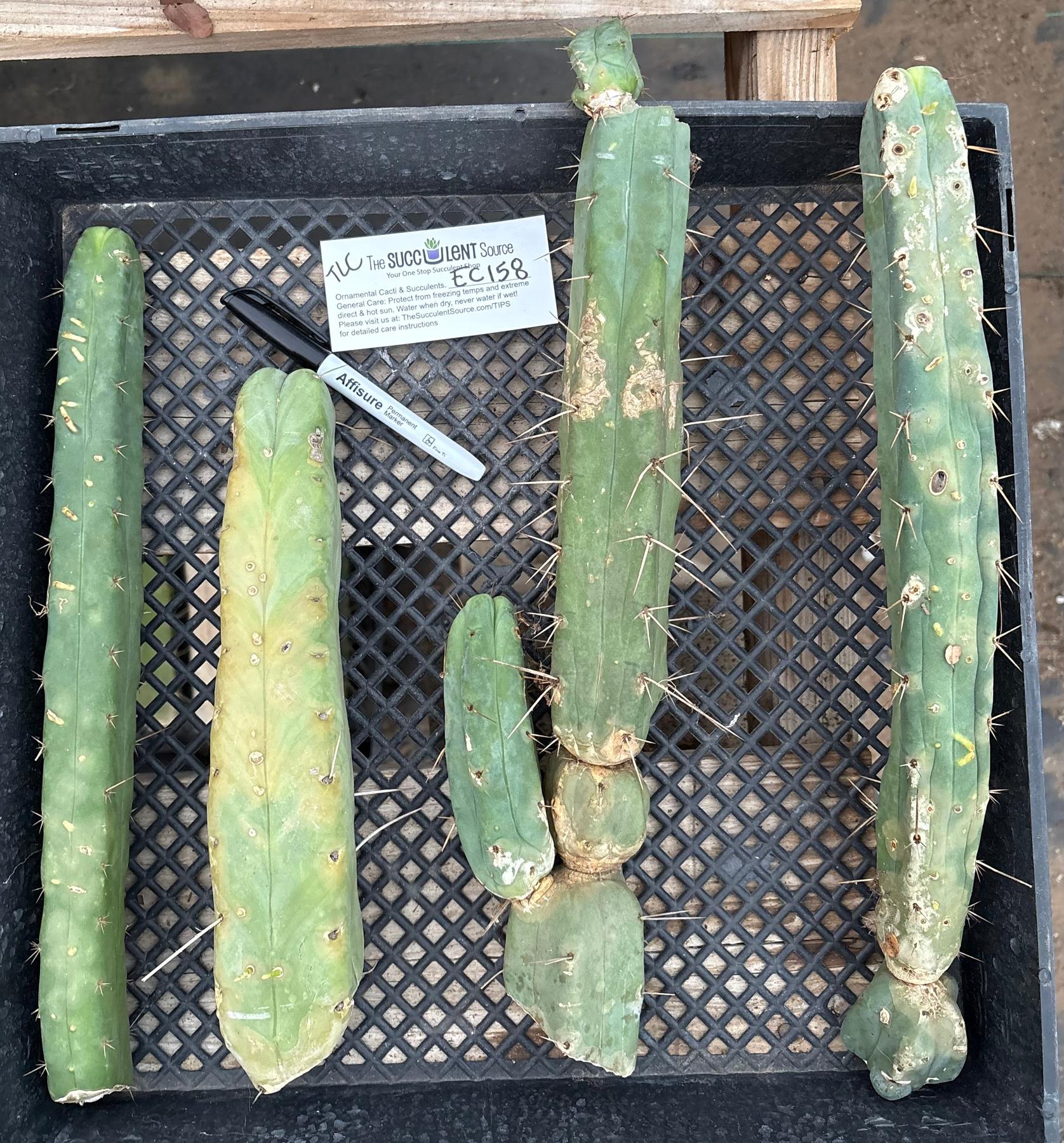 #EC158 EXACT Trichocereus Bridgesii "Jiimz" 4 Rib TLC Cactus Cutting Lot-Cactus - Large - Exact-The Succulent Source