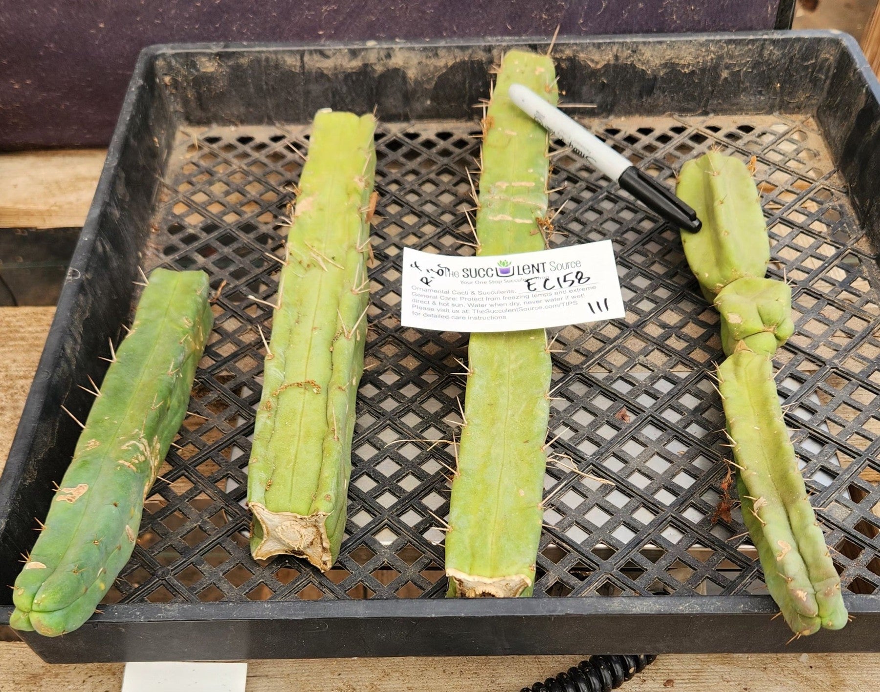 #EC158 EXACT Trichocereus Bridgesii "Jiimz" 4 Rib TLC Cactus Cutting Lot-Cactus - Large - Exact-The Succulent Source