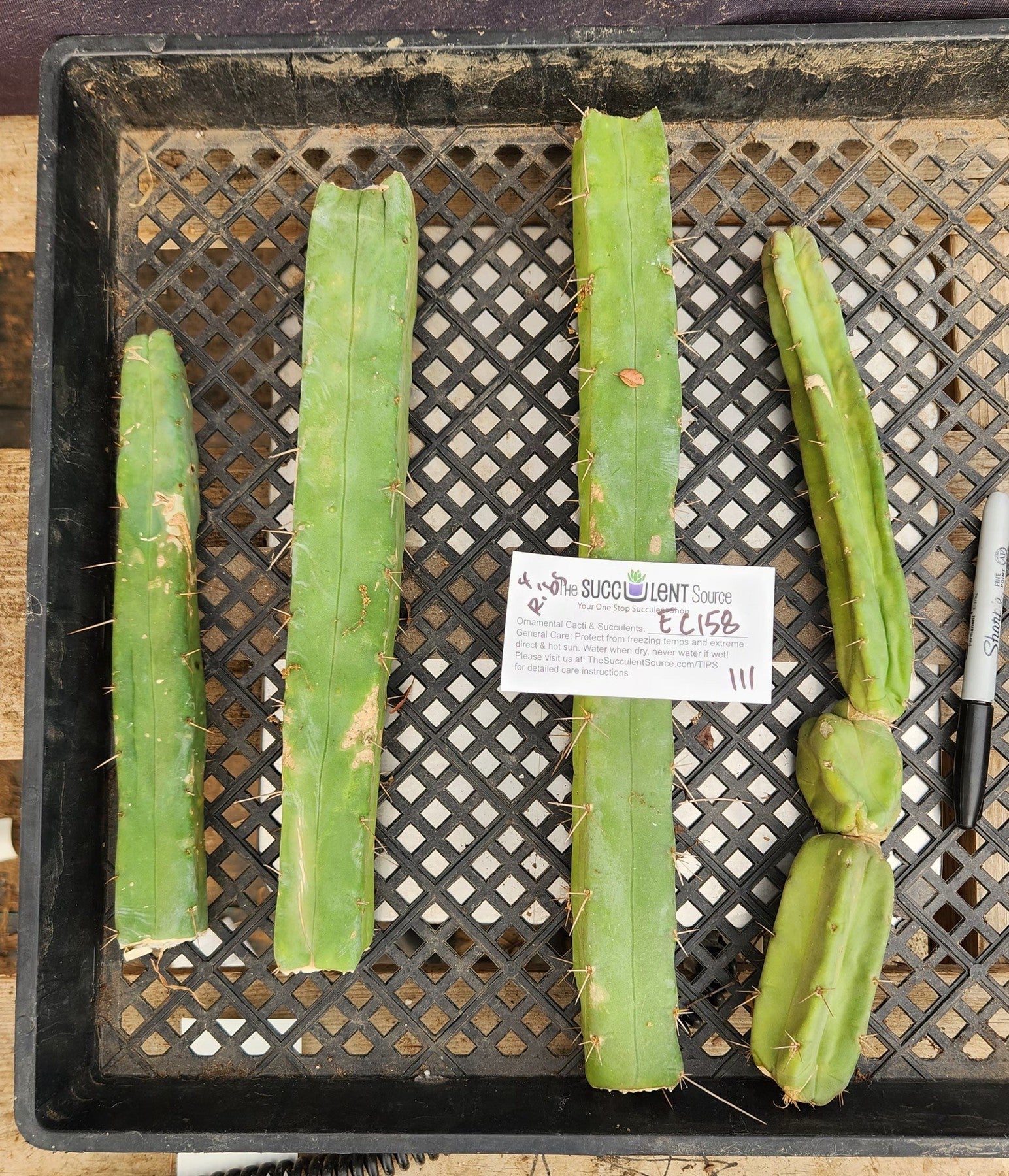 #EC158 EXACT Trichocereus Bridgesii "Jiimz" 4 Rib TLC Cactus Cutting Lot-Cactus - Large - Exact-The Succulent Source